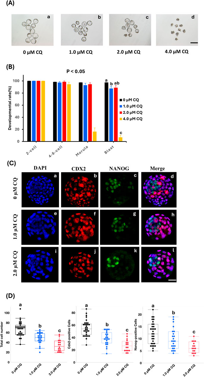 (A) Four panels showing cell clusters treated with different concentrations of CQ: 0, 1.0, 2.0, and 4.0 micromolar, each showing varied cell growth.(B) Bar graph illustrating the developmental rates of cells at various stages: 2-cell, 4-8-cell, morula, and blastocyst, under different CQ concentrations.(C) Immunofluorescence images of cells stained with DAPI, CDX2, and NANOG under CQ treatments of 0, 1.0, and 2.0 micromolar, showing different fluorescence intensities and merged results.(D) Box plots comparing total cell numbers and counts of CDX2-positive and NANOG-positive cells under the same CQ conditions, highlighting differences across treatments.