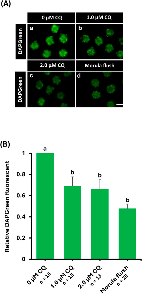 Figure A displays fluorescence images of cells treated with different concentrations of CQ and a morula flush, showing varying intensities of green fluorescence. Figure B shows a bar graph comparing relative DAPGreen fluorescence across these treatments. The bars indicate that 0 micromolar CQ has the highest fluorescence, with decreasing levels in 1.0 micromolar CQ, 2.0 micromolar CQ, and morula flush. Error bars are included for variance.