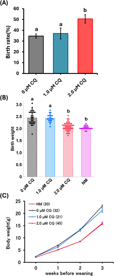 (A) Bar chart showing birth rates with different concentrations of CQ. Rates are higher at 2.0 µM compared to 0 and 1.0 µM. (B) Bar chart showing birth weights under different CQ concentrations. Weights are lower at 2.0 µM compared to 0 and 1.0 µM. (C) Line graph depicting body weight growth over three weeks before weaning. Weights increase consistently across groups, but the highest is in the 0 µM CQ group.