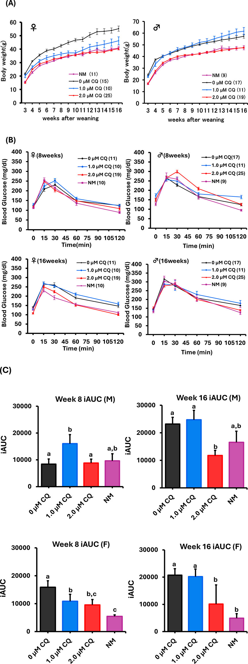 Line graphs illustrate body weight and blood glucose levels in male and female subjects over time. Chart (A) shows body weight from three to sixteen weeks post-weaning, with different treatments indicated by colored lines. Chart (B) displays glucose levels at eight and sixteen weeks, highlighting treatment effects over a 120-minute period. Error bars represent variability among subjects. Four bar graphs display iAUC data comparing different concentrations of CQ and NM over time. Top graphs represent males: Week 8 and Week 16. Bottom graphs represent females: Week 8 and Week 16. Bars are shown for 0 µM CQ, 1.0 µM CQ, 2.0 µM CQ, and NM, with varying heights indicating iAUC values, annotated with different letters for statistical significance.