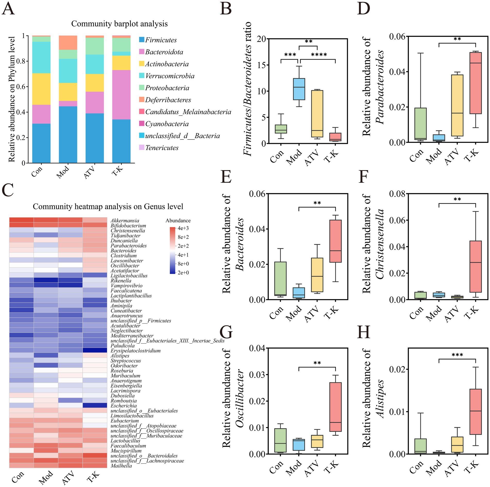 Composite image showing microbial community analysis. A: Bar plot depicting relative abundance at the phylum level across four groups: Con, Mod, ATV, T-K. B: Box plot of Firmicutes/Bacteroidetes ratio. C: Heatmap illustrating genus-level abundance. D-H: Box plots showing relative abundances of Parabacteroides, Bacteroides, Christensenella, Oscillibacter, and Alistipes, respectively, with significant differences indicated by asterisks.