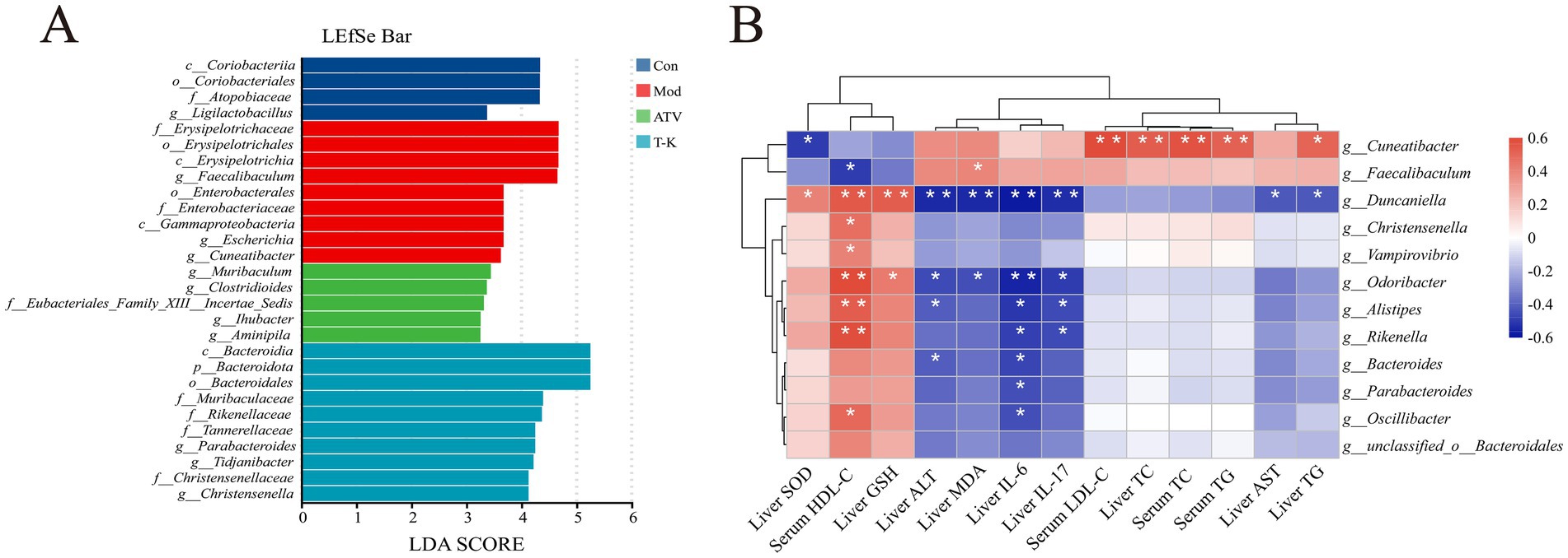 Panel A shows a LEfSe bar chart with LDA scores for various microbial taxa across four groups: Con, Mod, ATV, and T-K, using different colors. Panel B displays a heatmap with hierarchical clustering, indicating the correlation between microbial genera and metabolic indicators such as liver and serum parameters, with color intensity representing the correlation values.