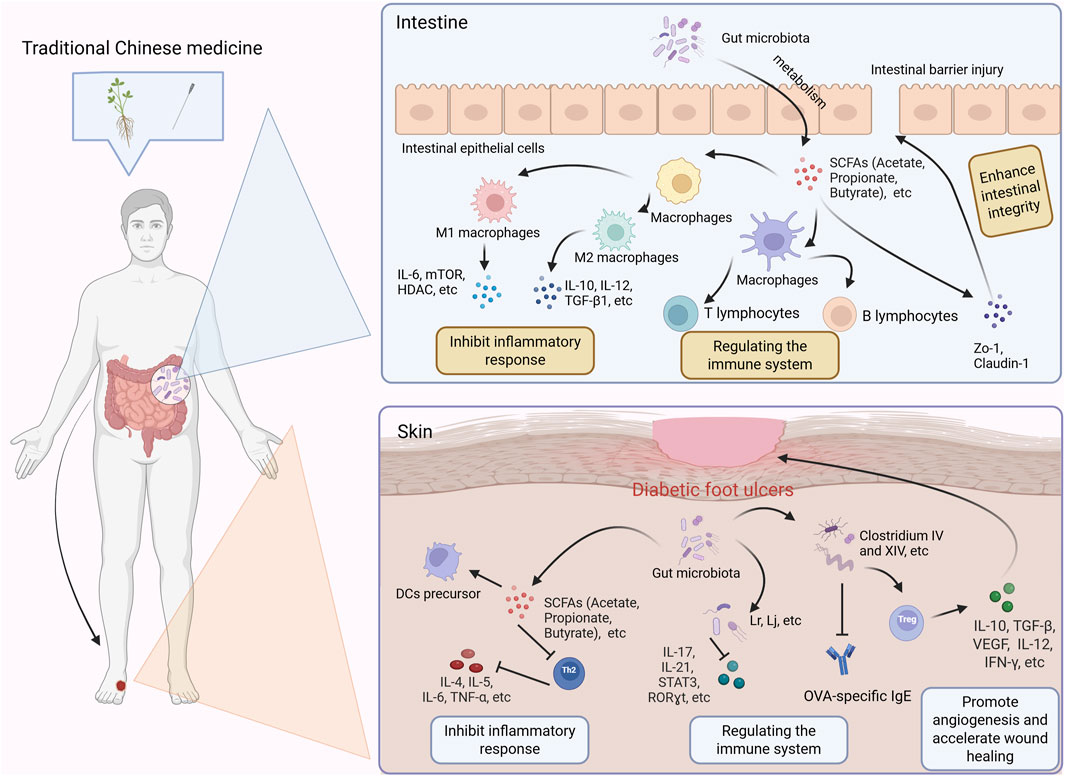 Diagram illustrating the effects of traditional Chinese medicine on intestinal and skin health. The intestine section shows interactions between intestinal epithelial cells, macrophages, lymphocytes, gut microbiota, and inflammatory responses, highlighting enhanced intestinal integrity. The skin section depicts the role of gut microbiota and immune system regulation in diabetic foot ulcers, emphasizing inhibited inflammatory response and improved wound healing. Arrows indicate pathways and interactions among various cells and compounds.