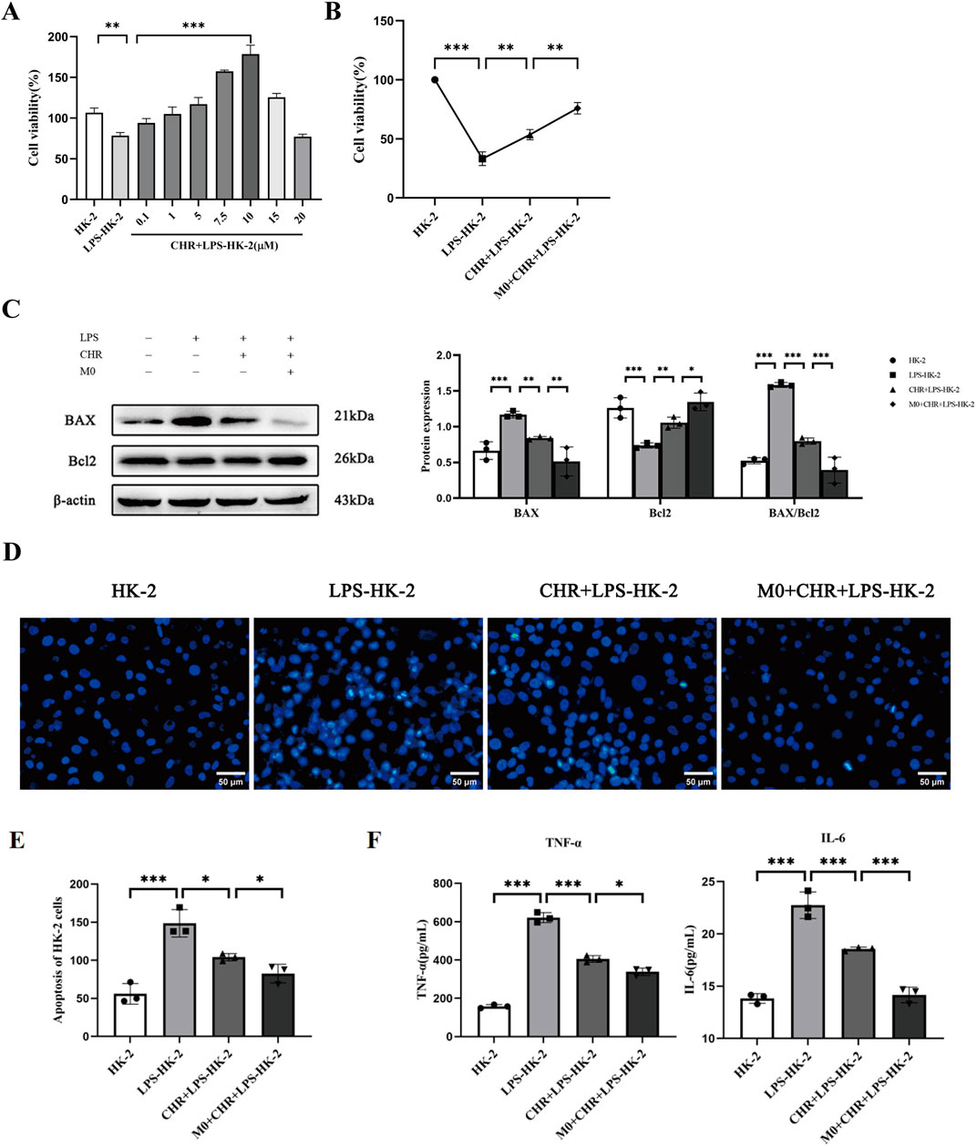 Figure A shows a bar graph of cell viability percentages under different conditions, with significant differences marked by asterisks. Figure B is a line graph illustrating a similar trend in cell viability. Figure C includes Western blot images with graphs depicting protein expression levels of BAX, Bcl2, and their ratio under various conditions. Figure D presents four microscopy images displaying HK-2 cells with blue staining under different treatments. Figure E shows a bar graph of apoptosis percentages. Figure F contains bar graphs of TNF-alpha and IL-6 levels, indicating significant differences among conditions, also marked by asterisks.