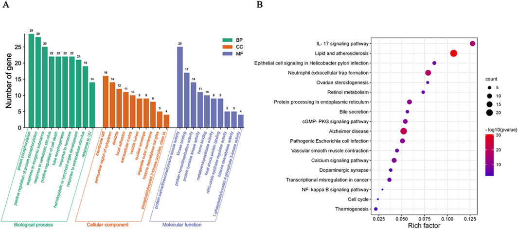 Image showing two panels labeled A and B. Panel A is a bar graph illustrating the number of genes associated with different categories: Biological Process (green), Cellular Component (orange), and Molecular Function (blue). The highest bar is for protein phosphorylation under Biological Process. Panel B is a bubble chart depicting various pathways against a rich factor axis, with bubble size indicating gene count and color representing the p-value on a red-to-blue scale. The largest, reddest bubbles are for IL-17 signaling pathway and lipid and atherosclerosis.