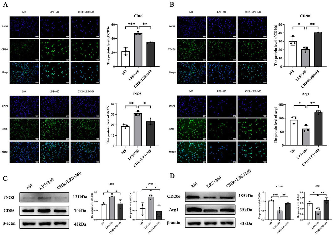 Composite image showing experimental results in four panels: A and B display fluorescent staining of cells under three conditions (M0, LPS+M0, CHR+LPS+M0) with bar graphs indicating the protein levels of CD86, iNOS, CD206, and Arg1. Panels C and D show Western blot analyses for iNOS, CD86, CD206, Arg1, and β-actin across the same conditions, alongside corresponding bar graphs illustrating protein expression levels with statistical annotations.