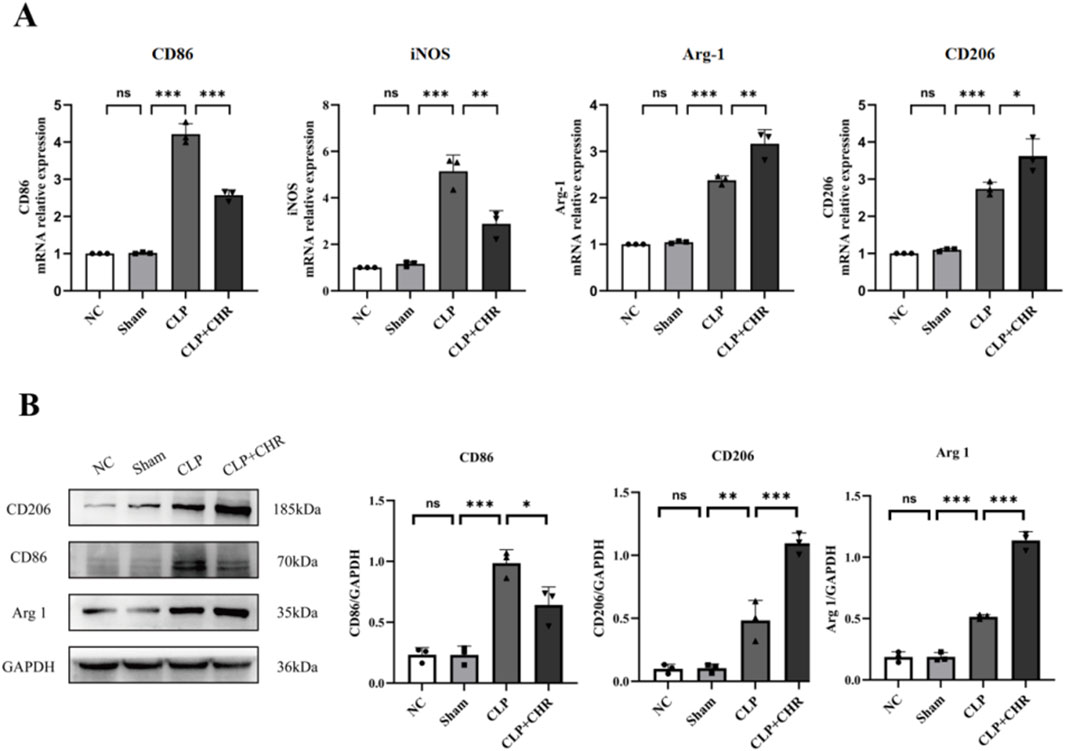 Panel A shows bar graphs comparing the mRNA expression of CD86, iNOS, Arg-1, and CD206 across four groups: NC, Sham, CLP, and CLP+CHR. Significant differences are indicated by asterisks. Panel B displays a Western blot analysis of CD206, CD86, Arg-1, and GAPDH proteins, with accompanying bar graphs showing the relative expression ratios to GAPDH among the same groups, highlighting significant differences with asterisks.