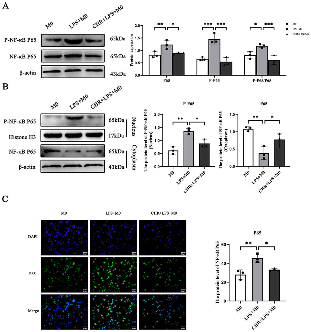 Three panels compare protein expression and cellular localization in different conditions:A) Western blot images show P-NF-κB P65, NF-κB P65, and β-actin across M0, LPS+M0, and CHR+LPS+M0 treatments with corresponding bar graphs indicating relative expression levels.B) Western blots for P-NF-κB P65, Histone H3, NF-κB P65, and β-actin, comparing nuclear and cytoplasmic fractions with bar graphs showing protein levels under each condition.C) Immunofluorescence images showing DAPI, P65, and merged staining for M0, LPS+M0, and CHR+LPS+M0 treatments, alongside a bar graph quantifying P65 level differences. Scale bars are included.