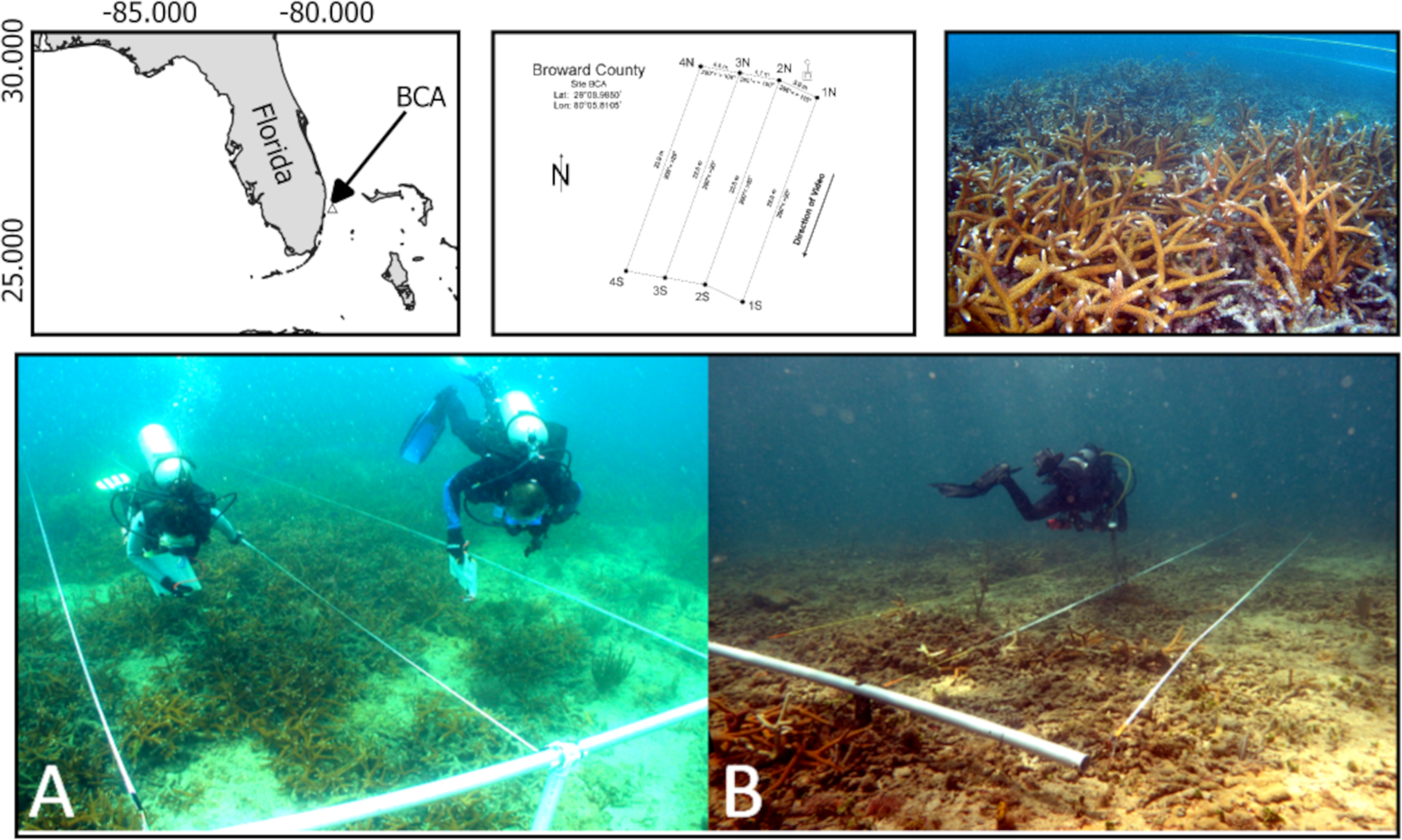 Map showing the location of the BCA in Florida, with detailed layout of survey sites in Broward County. A photo of coral reefs is accompanied by images of divers conducting research underwater using measuring tools in marked areas.