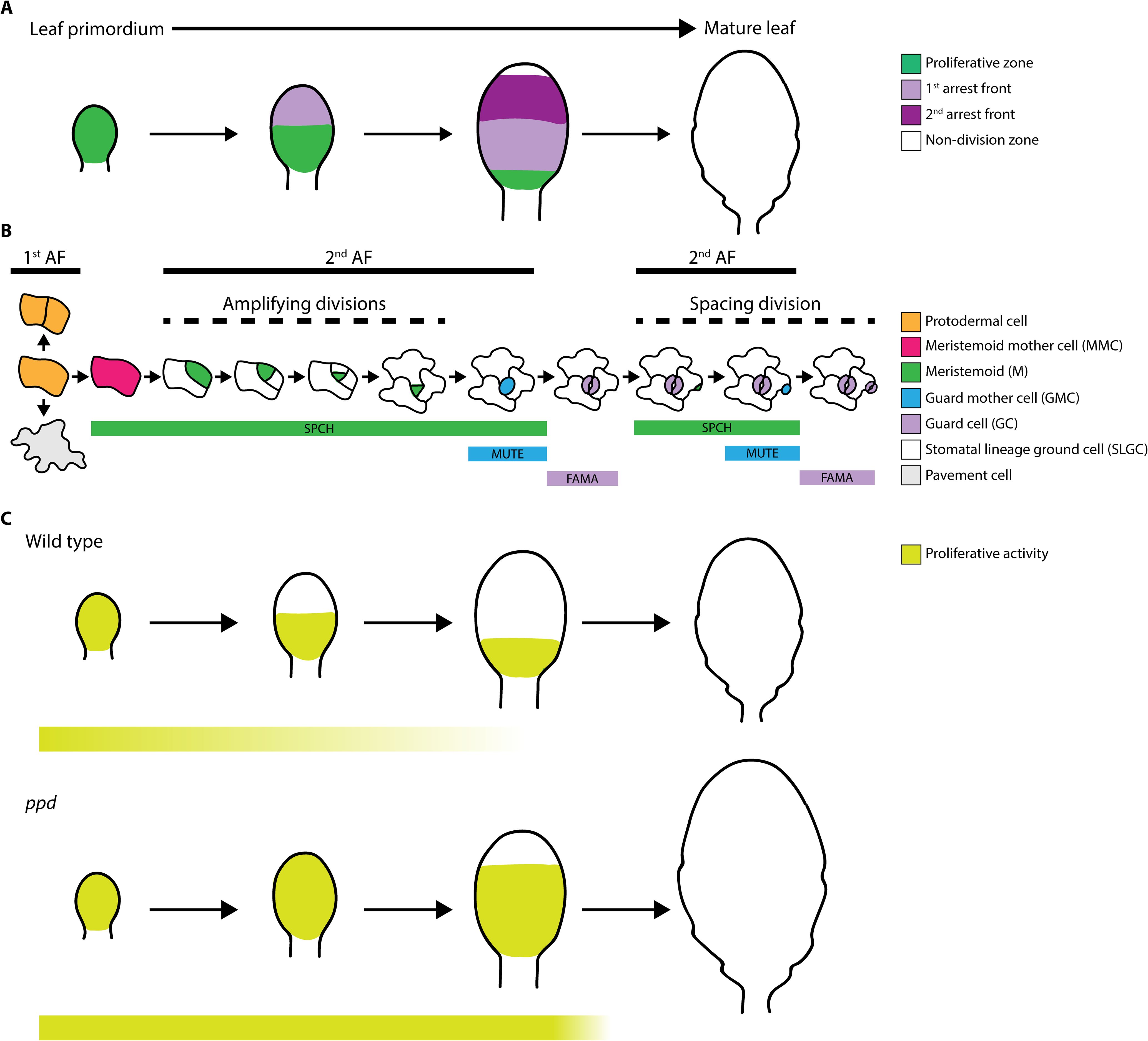 Diagram illustrating leaf development and cell proliferative activity. A: Sequence from leaf primordium to mature leaf showing zones: proliferative (green), first arrest front (purple), second arrest front (light purple), and non-division (white). B: Cell division flowchart includes protodermal cell, meristemoid mother cell (MMC), meristemoid (M), guard mother cell (GMC), guard cell (GC), stomatal lineage ground cell (SLGC), and pavement cell. Associated proteins: SPCH, MUTE, FAMA. C: Comparison of wild type and ppd variants, showing proliferative activity (yellow) during leaf development.