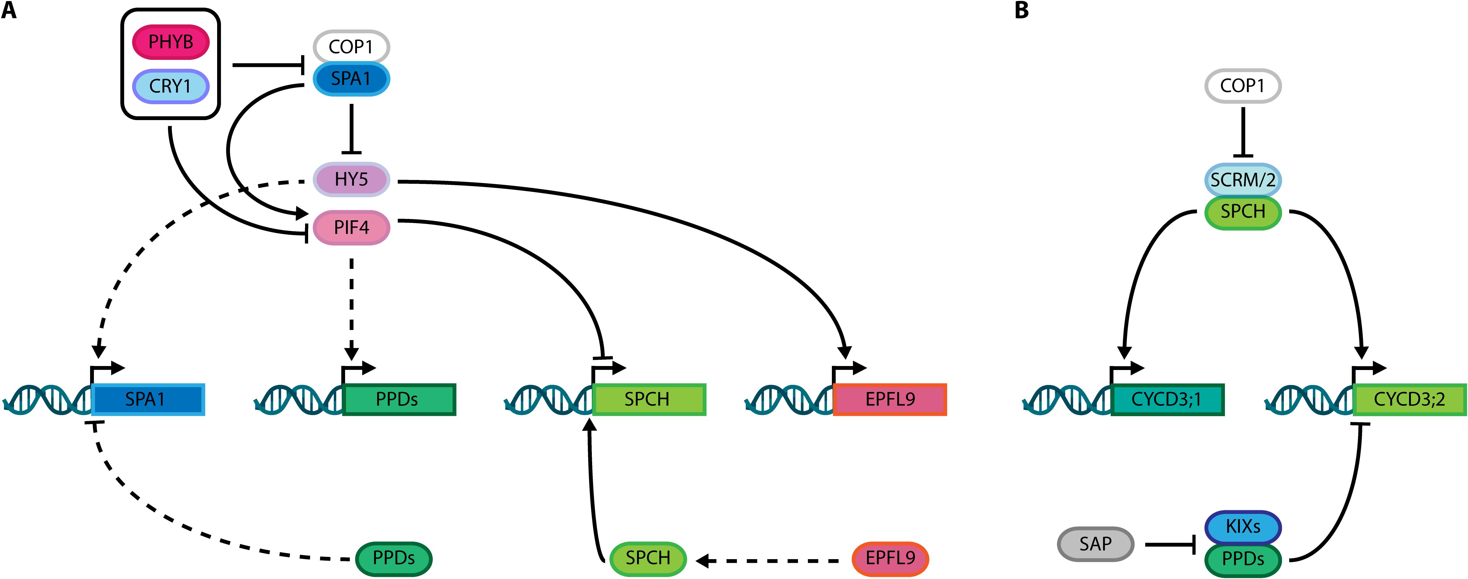Diagram shows two panels representing stomatal, light regulation and cell cycle pathways. Panel A illustrates interactions involving PHYB, CRY1, COP1, SPA1, HY5, PIF4, PPDs, SPCH, and EPFL9 through arrows indicating activation or inhibition. Panel B depicts COP1, SCRM/2, SPCH, and pathways involving CYCD3;1 and CYCD3;2 with connections suggesting gene regulation. DNA strands are shown near certain elements to indicate transcriptional activity.