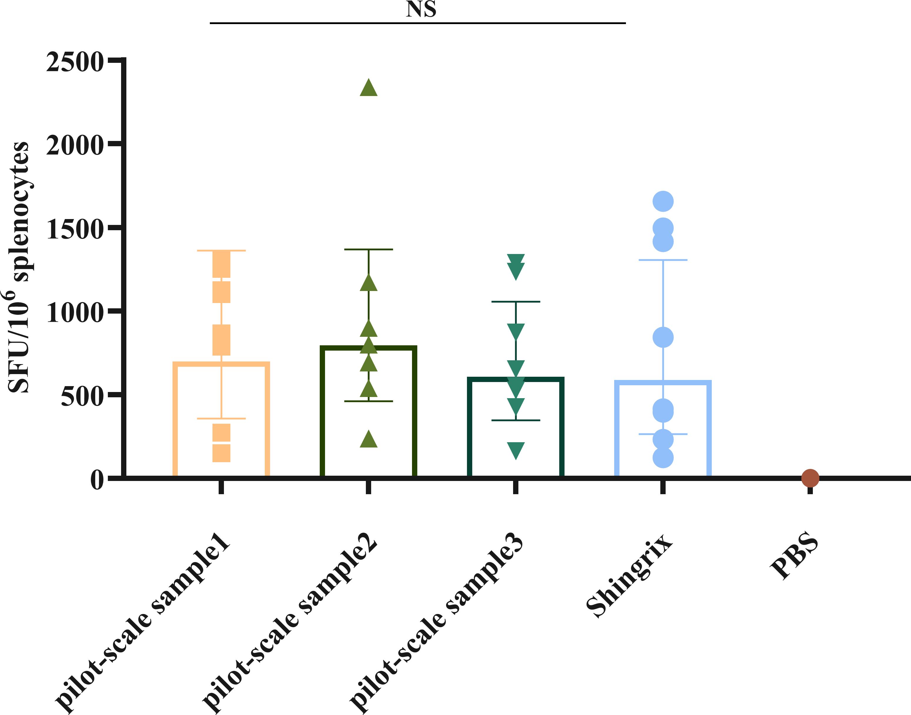 Bar graph showing splenocyte response compared among pilot-scale samples one to three, Shingrix, and PBS. Responses are measured as SFU per million splenocytes. Pilot-scale samples show similar responses, with variation indicated by error bars. Shingrix shows comparable response, while PBS shows negligible response. NS indicates no statistical significance.