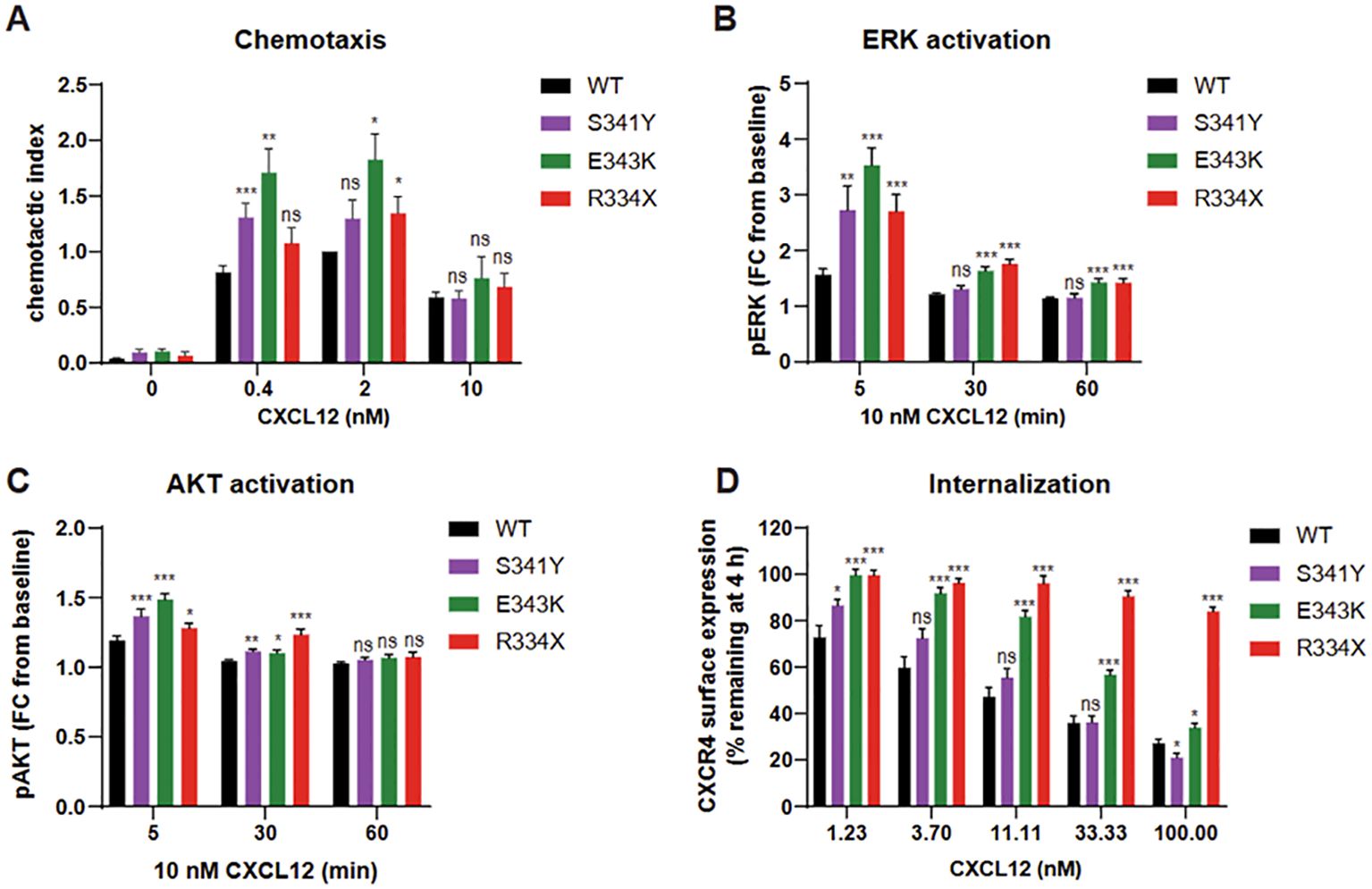 Bar graphs illustrate four biological assays comparing wild type(WT) and mutant proteins S341Y, E343K, and R334X. A) Chemotaxis shows varying chemotactic responses at different CXCL12 concentrations. B) ERK activation displays pERK fold change over time with 10 nM CXCL12. C) AKT activation measures pAKT fold change under similar conditions. D) Internalization assesses CXCR4 surface expression percentage remaining after 4 hours at various CXCL12 concentrations. Error bars and significance levels are indicated.