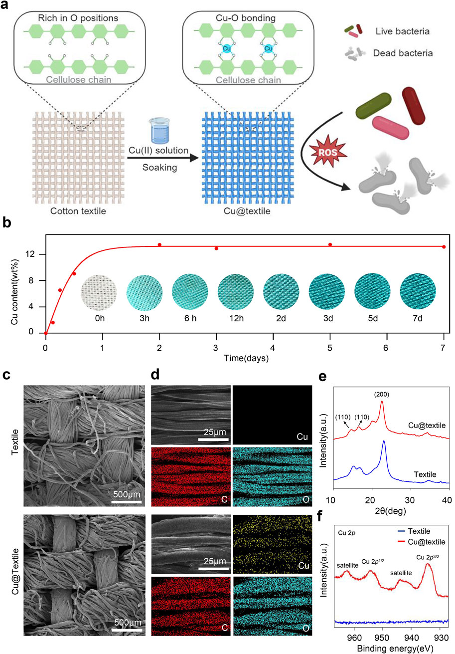 Illustration showing the preparation and analysis of copper-coated textiles. (a) Process of coating cotton textiles with copper ions, enhancing antibacterial properties. (b) Graph of copper content over time, with images showing progressive copper presence. (c) Microscopic images of untreated and treated textiles. (d) Elemental mapping of textiles showing carbon, oxygen, and copper distribution. (e) X-ray diffraction patterns of textiles pre- and post-treatment. (f) X-ray photoelectron spectroscopy showing copper peaks in treated textiles compared to untreated ones.