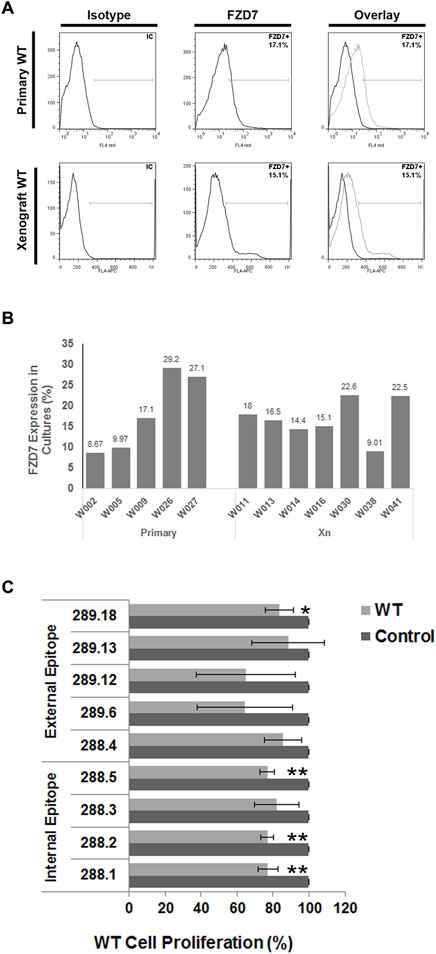 Figure shows binding and functional effects of FZD7 antibodies on Wilms tumor cells. In A Flow cytometry plots display FZD7 expression, with representative analysis of primary WT-derived cells and WT-xenograft–derived cells (B) A bar graph summarizes FZD7 expression levels across WT cells from multiple donors used in vitro. (C) Bar graph shows effects of secreted antibodies on WT cell viability after 48 hours of treatment. Values represent relative percentage of viable cells compared to control medium. Different antibody clones are indicated by numbers; statistical significance is marked. Data represent mean ± SEM.