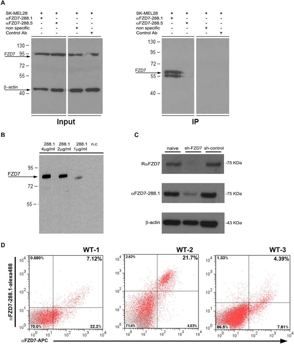 (A) Two Western blot panels show protein expression in SK-MEL28 cells. Input and IP results are displayed for FZD7 and β-actin under various conditions. (B) Another Western blot illustrates FZD7 expression with different concentrations of αFZD7-288.1 antibody. (C) Three Western blot panels depict FZD7 expression in naïve, sh-FZD7, and sh-control conditions, showing bands for RαFZD7 and αFZD7-288.1. (D) Three scatter plots (WT-1, WT-2, WT-3) show flow cytometry data with percentages indicating expression levels of αFZD7-288.1-alexa488 and αFZD7-APC in red dots.