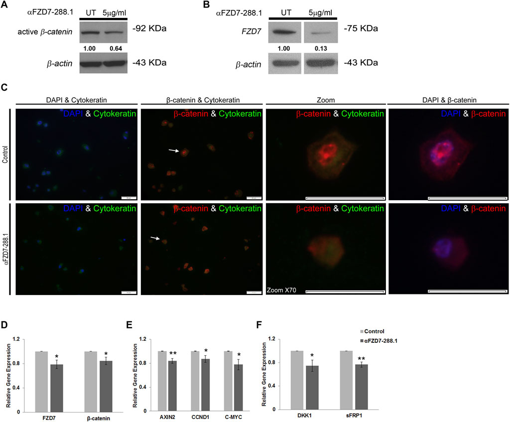 Western blots and immunofluorescent images show protein expressions and localization in control and treated samples. Panels A and B show protein bands for active β-catenin and FZD7 with β-actin as a reference. Panel C displays immunofluorescence showing DAPI, β-catenin, and cytokeratin, with zoomed views highlighting cellular localization differences between control and treated samples. Panels D, E, and F present bar graphs comparing relative gene expressions of FZD7, β-catenin, AXIN2, CCND1, C-MYC, DKK1, and sFRP1, with significant differences marked by asterisks.