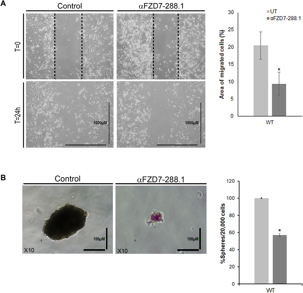 Panel A shows a comparison of cell migration between a control group and a treatment group labeled αFZD7-288.1 at time intervals T=0 and T=24 hours, with a bar graph indicating a reduction in migrated cell area for the αFZD7-288.1 group. Panel B shows images of cell spheres for the control and αFZD7-288.1 groups, with a bar graph showing a decrease in the percentage of spheres in the treatment group. Both panels indicate significant changes.