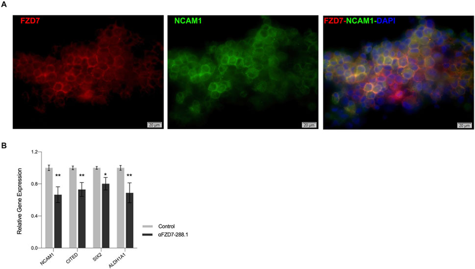 Panel A shows three fluorescent microscopy images of cellular structures, each measuring twenty micrometers. The first image is labeled FZD7 in red, the second NCAM1 in green, and the third combines FZD7, NCAM1, and DAPI staining in red, green, and blue, respectively. Panel B presents a bar graph displaying relative gene expression levels for NCAM1, CITED, SIX2, and ALDH1A1 with control and αFZD7-288.1 groups. The control group shows significantly higher expression for all genes.