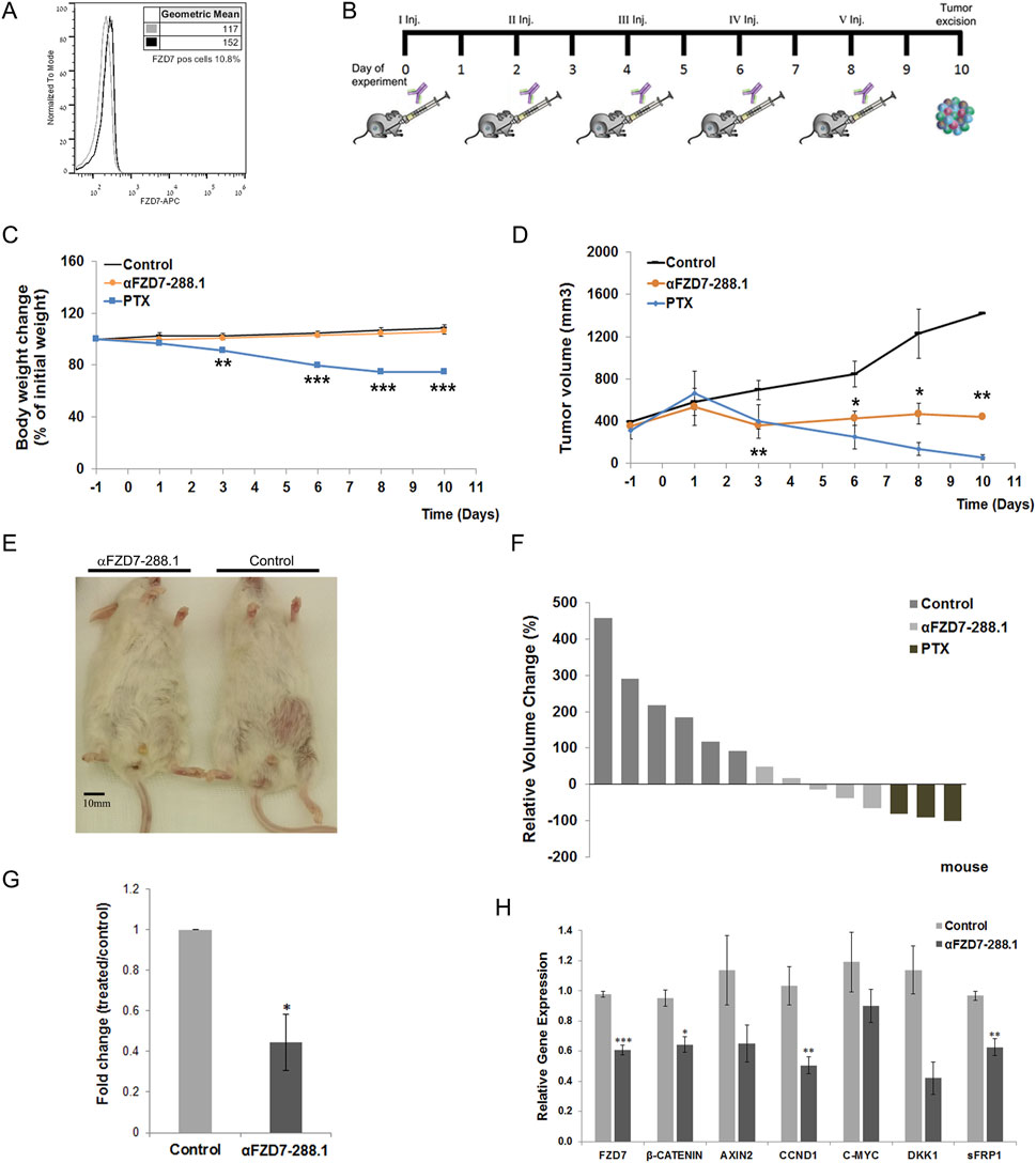 Antitumor activity of αFZD7-288.1 in Wilms tumor models. Flow cytometry confirmed FZD7 expression in tumor tissue used for in vivo studies, and the experimental workflow is shown. Mice treated with paclitaxel (PTX) experienced significant toxicity and weight loss, whereas αFZD7-288.1 (10 mg/kg) effectively suppressed tumor growth with no apparent adverse effects. Both αFZD7-288.1 and PTX significantly reduced tumor volumes compared to saline, with representative day 10 images showing near-complete tumor regression following αFZD7-288.1 treatment. Waterfall analysis demonstrated consistent reductions in tumor size, accompanied by decreased FZD7 expression and significant downregulation of canonical Wnt pathway genes in treated tumors.