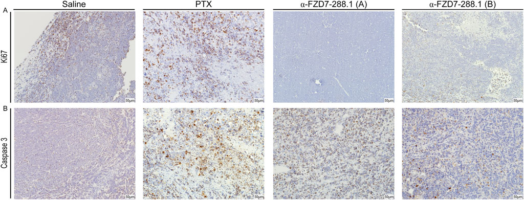 Microscopic images show tumor tissue samples under different treatments: Saline, PTX, α-FZD7-288.1 (A), and α-FZD7-288.1 (B). Panel A displays Ki67 staining, indicating cell proliferation, with varying intensity. Panel B shows Caspase 3 staining for apoptosis. Each sample is labeled with a 50 micrometer scale bar for reference.