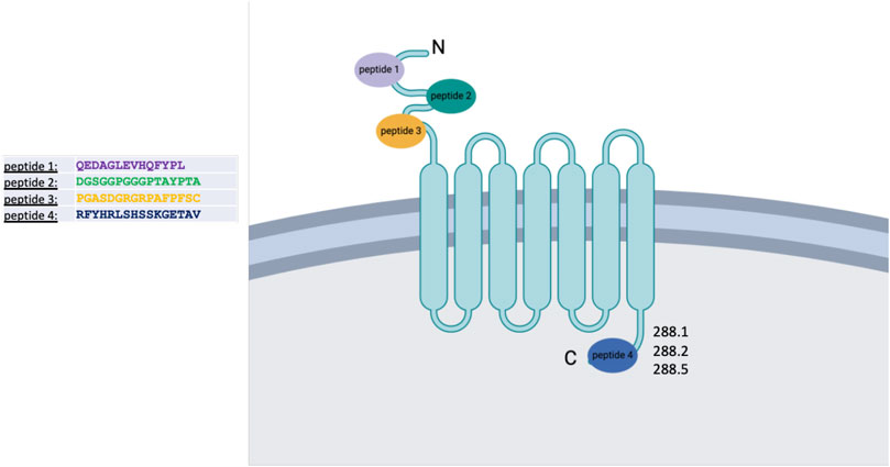 Diagram of the FZD7 membrane protein with seven transmembrane domains embedded in the cell membrane. Four peptide epitopes are highlighted in color: peptide 1 (purple) and peptide 2 (green) on the extracellular N-terminal region, peptide 3 (orange) adjacent to a transmembrane segment, and peptide 4 (blue) at the intracellular C-terminal region. Corresponding peptide sequences are shown to the left, color-coded to match their locations. . From peptide 4, clones 288.1, 288.2, and 288.5 were identified and selected for further analysis.