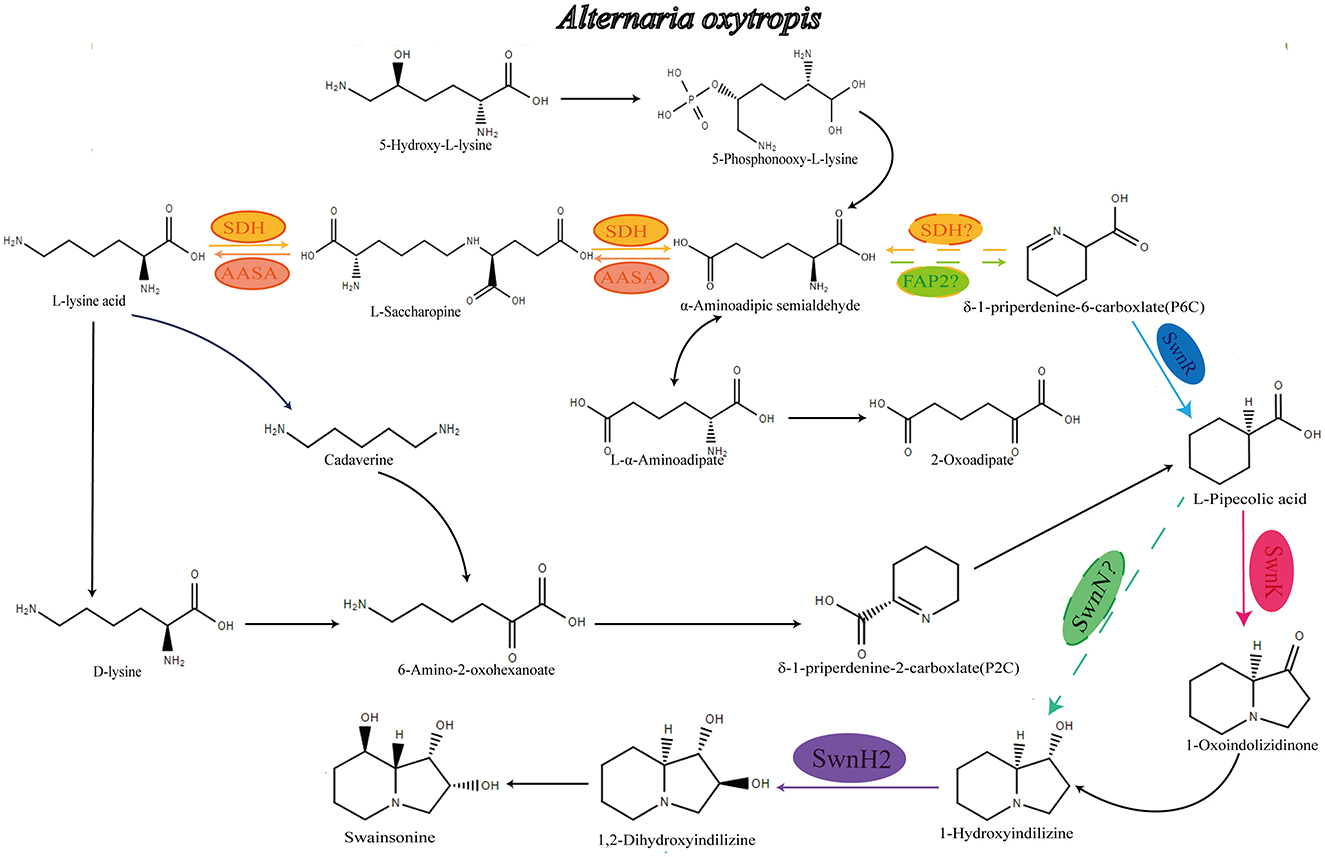 Chemical pathway diagram showing the biosynthesis of swainsonine in *Alternaria oxytropis*. It depicts the transformation of L-lysine acid through several intermediates, including L-saccharopine, cadaverine, and L-pipecolic acid, eventually leading to swainsonine and its derivatives. Enzymes like SDH, AASA, FAP, SWNR, SWNK, and SWNH2 are involved in the reactions, with associated chemical structures shown for each intermediate. Arrows indicate the direction of reactions, illustrating the complex interactions and transformations within the pathway.