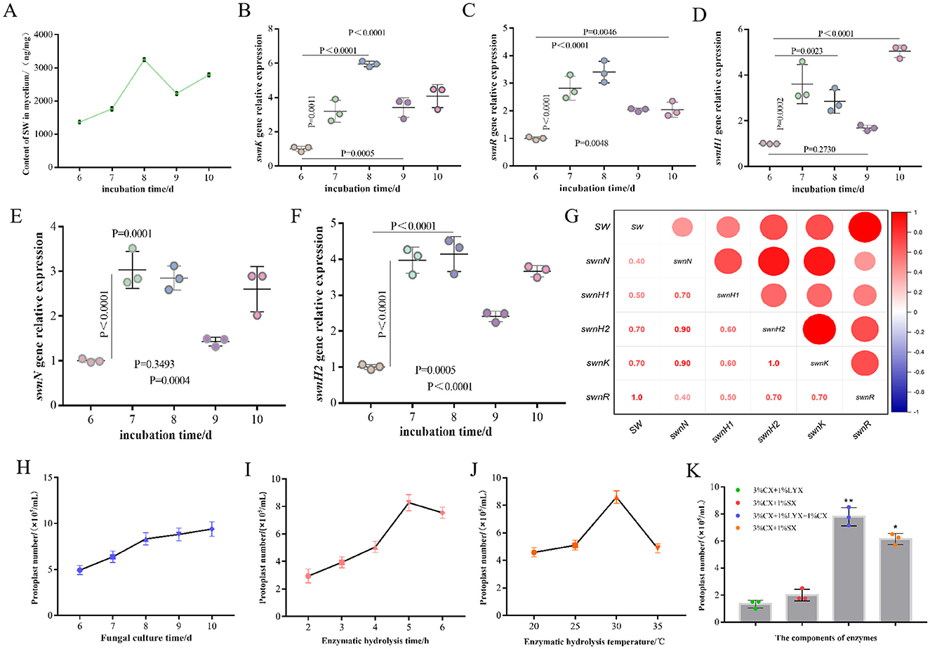 Graphs showing various biological data analyses. - Graph A: Line chart displaying SW content in the medium over different incubation days. - Graphs –F: Scatter plots illustrating relative gene expression of different genes (swnN, swnH1, swnH2, swnK, swnR) with statistical significance (P-values) over incubation days. - Graph G: Heatmap with correlation coefficients for several genes. - Graphs H-J: Line charts showing propagule numbers over incubation days. - Graph K: Bar chart comparing propagule numbers for different test conditions with statistical significance markers. Each graph represents changes over specified time intervals.