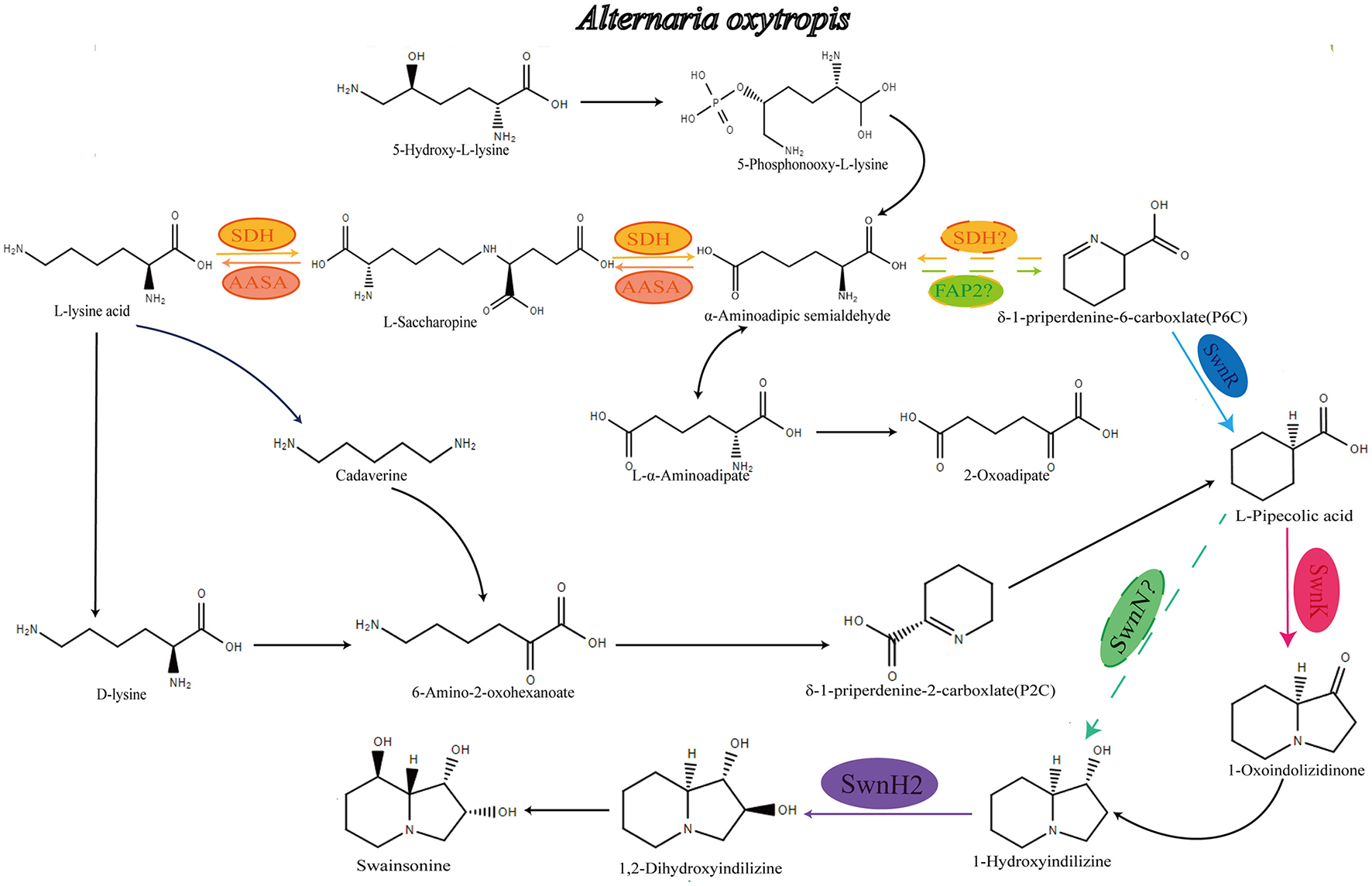 Chemical pathway diagram showing the biosynthesis of swainsonine in *Alternaria oxytropis*. It depicts the transformation of L-lysine acid through several intermediates, including L-saccharopine, cadaverine, and L-pipecolic acid, eventually leading to swainsonine and its derivatives. Enzymes like SDH, AASA, FAP, SWNR, SWNK, and SWNH2 are involved in the reactions, with associated chemical structures shown for each intermediate. Arrows indicate the direction of reactions, illustrating the complex interactions and transformations within the pathway.