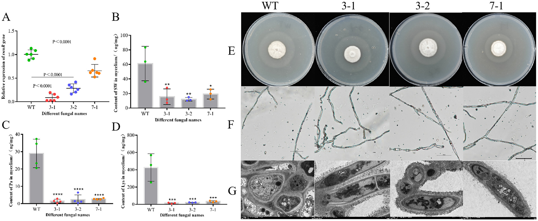 Graphs A to D show measurements of gene expression and metabolite content in WT, 3-1, 3-2, and 7-1 samples with significant differences indicated. Images E, F, and G display petri dish cultures, microscopic views of hyphae, and ultrastructure images of fungal cells for the same samples, illustrating variations in growth and cellular structure.