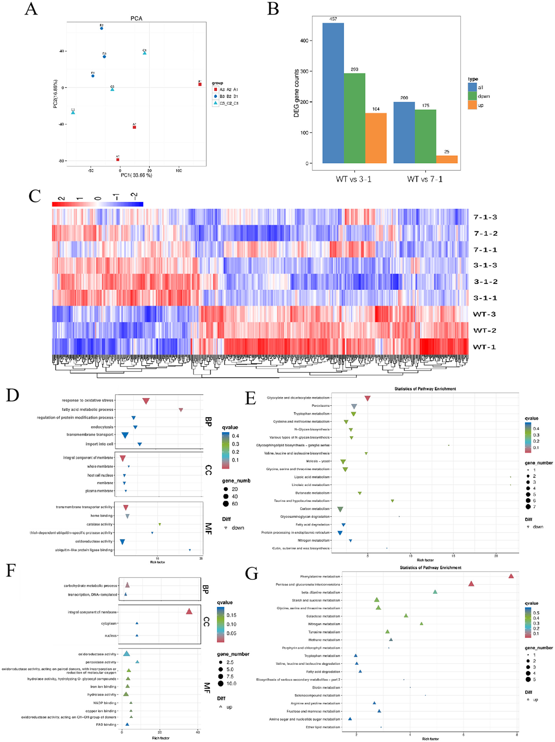 A panel of scientific data visualizations includes: A) A PCA plot showing sample distribution based on groups. B) A bar graph comparing differentially expressed gene counts across conditions. C) A heatmap illustrating gene expression patterns across samples. D, E, F, G) Pathway enrichment diagrams displaying various biological processes and pathways, with dot size and color reflecting gene count and statistical significance.