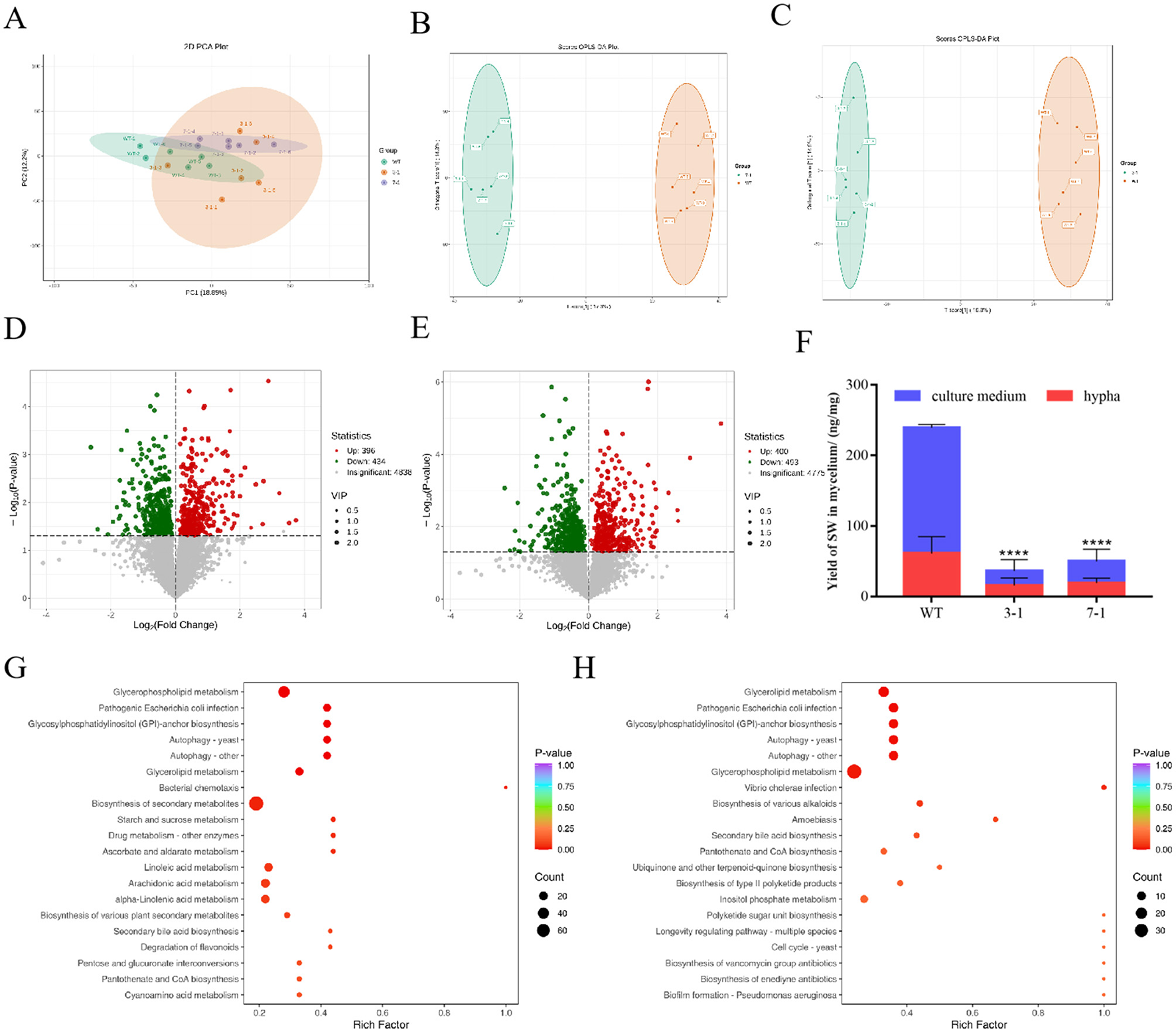 A composite image presents various data visualizations. A: 2D PCA plot with data points differentiated by groups. B and C: OPLS-DA score plots, each showing two distinct clusters. D and E: Volcano plots with points indicating significant upregulation or downregulation. F: Bar graph comparing the yield of SW in different samples, showing differences between culture medium and hypha. G and H: Bubble charts representing metabolic pathways, with bubbles sized by count and colored by p-value. Each panel illustrates specific data analysis outcomes.