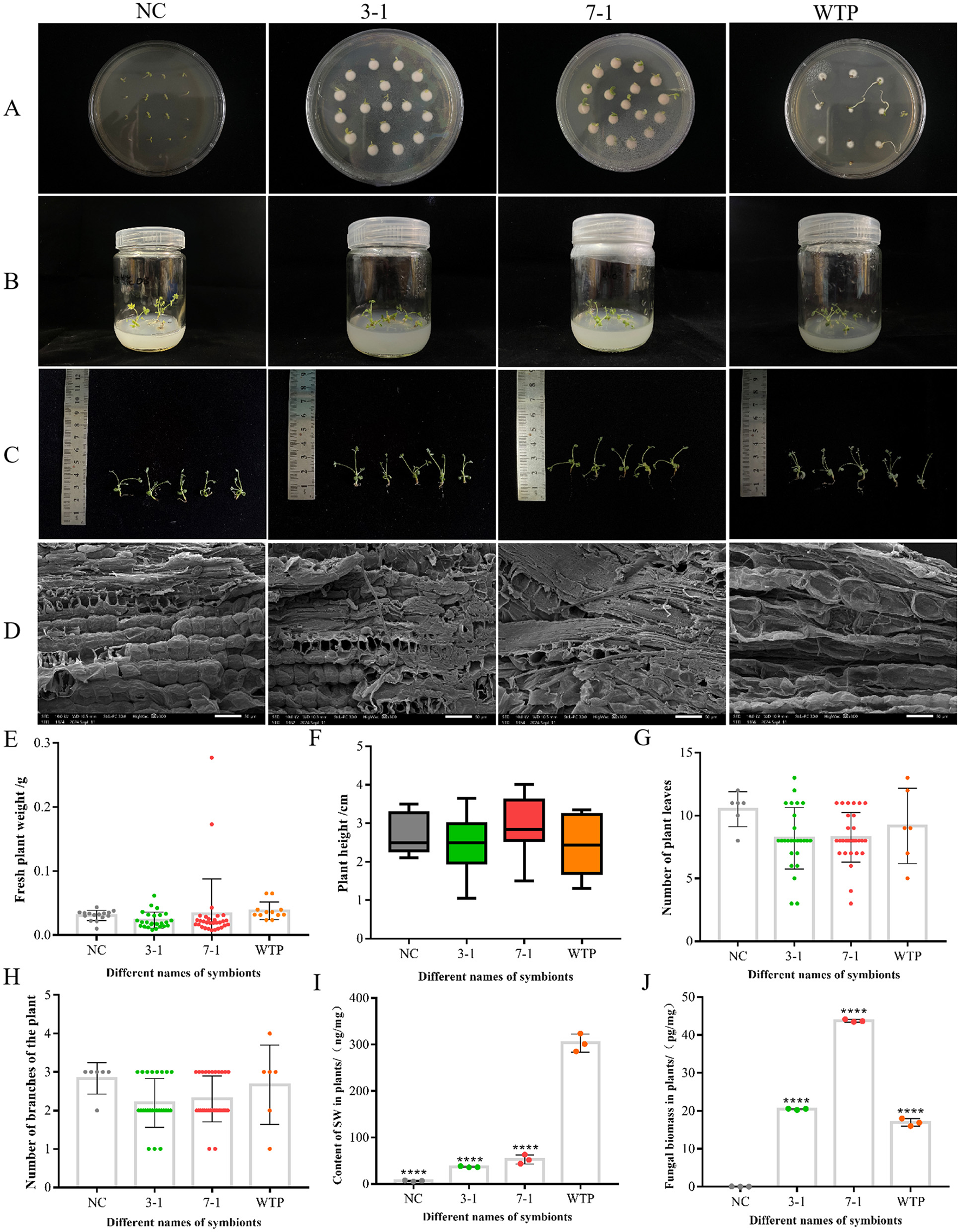 A set of images and charts labeled A to J comparing plant growth and characteristics across four conditions: NC, 3-1, 7-1, and WTP. Panel A shows petri dishes with plant samples. Panel B displays jars with growing plants. Panel C presents plants with a ruler for scale. Panel D features microscopic images of plant structures. Panels E to J provide various data visualizations: E shows fresh plant weight scatter plots, F illustrates plant height box plots, G depicts the number of leaves, H displays the number of branches, I represents SSV count in plants, and J shows fungal biomass levels.
