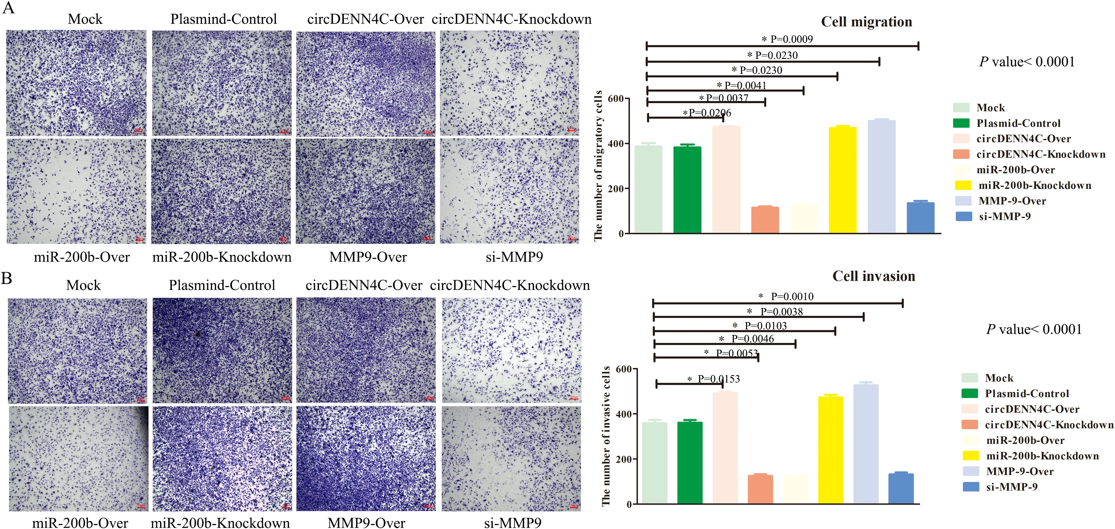 Microscopy images and bar charts show cell migration and invasion under different conditions. Images A and B depict various treatments: Mock, Plasmid-Control, circDENN4C-Over, circDENN4C-Knockdown, miR-200b-Over, miR-200b-Knockdown, MMP-9-Over, and si-MMP-9. Bar charts compare the number of migratory and invasive cells with statistical significance marked by P-values.
