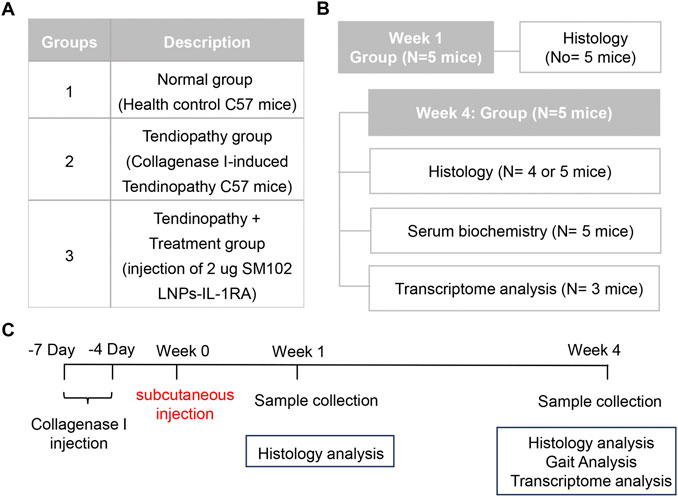 Diagram showing an experimental setup with three parts. A: Three groups of C57 mice—1. Normal, 2. Tendinopathy, 3. Tendinopathy with treatment using SM102 LNPs-IL-1RA. B: Experimental timeline showing Week 1 and Week 4 groups, detailing histology, serum biochemistry, and transcriptome analysis with the number of mice per group. C: Timeline from Day -7 to Week 4, indicating collagenase I injection, subcutaneous injection, and sample collection points for histology, gait, and transcriptome analyses.