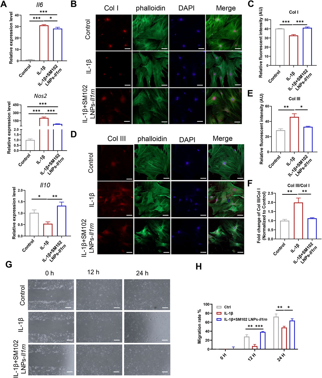 Graphs and images display scientific data analysis on the effects of IL-1β, IL-1β+SM102, and LNPs-siIl1rn on cells. (A) Bar charts show relative expression levels of Il6, Nos2, and Il10 with significant differences indicated. (B, D) Fluorescent microscopy images depict the staining of Col I and Col III with phalloidin and DAPI, showing cellular structure and expression. (C, E, F) Bar charts present relative fluorescent intensity and ratio of Col III/Col I. (G) Time-lapse images demonstrate cell migration at 0, 12, and 24 hours. (H) Bar chart illustrates migration rate with significant differences.