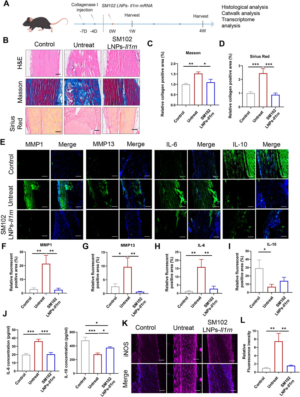 Scientific figure depicting an experiment with mice. Panel A shows a timeline of collagenase injections and analyses. Panel B displays histological sections stained with H&E, Masson, and Sirius Red, showing differences among control, untreated, and SM102 LNPs-Il1rn groups. Panels C and D are bar graphs indicating collagen positive areas. Panel E presents fluorescent images with MMP1, MMP13, IL-6, and IL-10 markers. Panels F to I include bar graphs of fluorescent areas. Panel J shows bar graphs of IL-6 and IL-10 concentrations. Panel K features images with iNOS staining, and Panel L is a graph of fluorescence intensity. Statistical significance is denoted by asterisks.