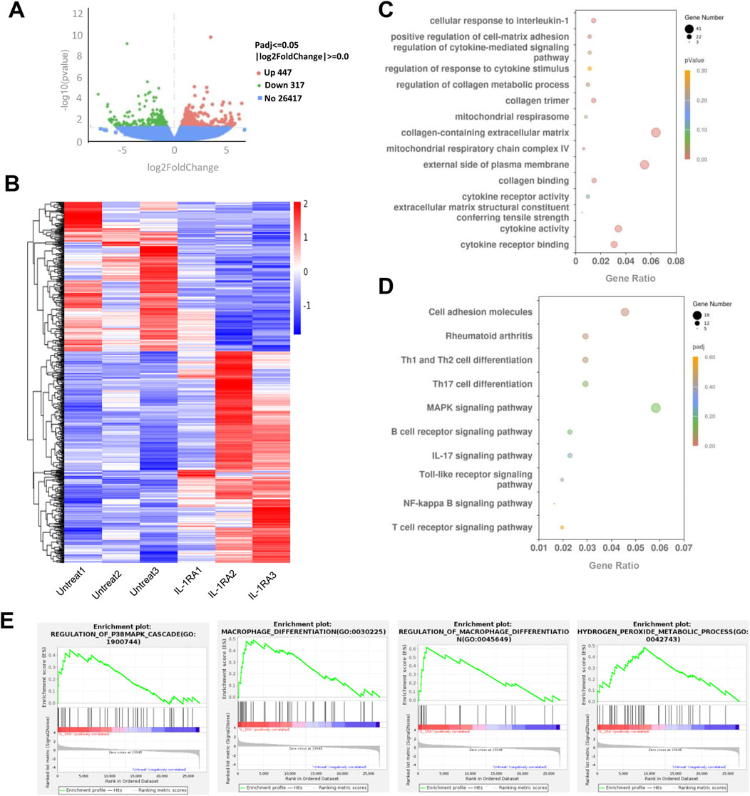 A composite image with five panels:A) A volcano plot showing gene expression changes, indicating upregulated (red), downregulated (green), and unchanged genes (blue).B) A heatmap illustrating gene expression across untreated and treated samples (IL-RA) with hierarchical clustering.C) A dot plot representing gene ontology terms related to cellular processes, with dot size proportional to gene number and color indicating p-value.D) Another dot plot showing pathways like cell adhesion and signaling pathways, with similar dot size and color coding.E) Four enrichment plots displaying various biological processes, each with gene set enrichment scores and ranked positions.