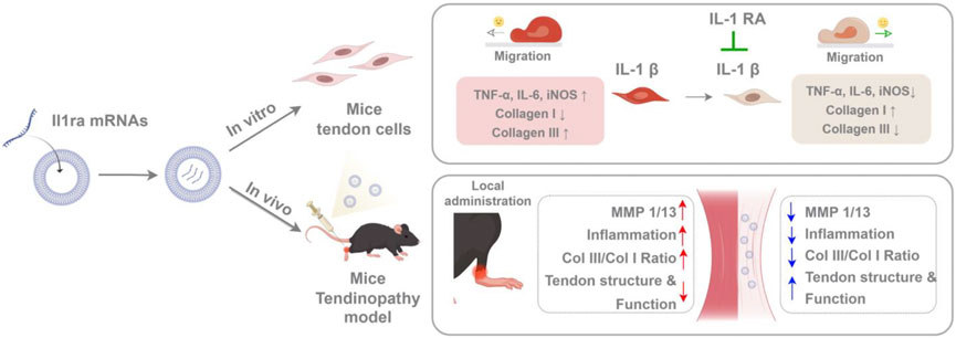 Diagram illustrating the process of IL1ra mRNAs being encapsulated, administered to mice tendon cells in vitro and a tendinopathy model in vivo. IL1ra reduces inflammation markers like TNF-α, IL-6, and iNOS, altering collagen expression. Local administration enhances tendon structure by decreasing MMP 1/13 and inflammation, improving the collagen III to I ratio.