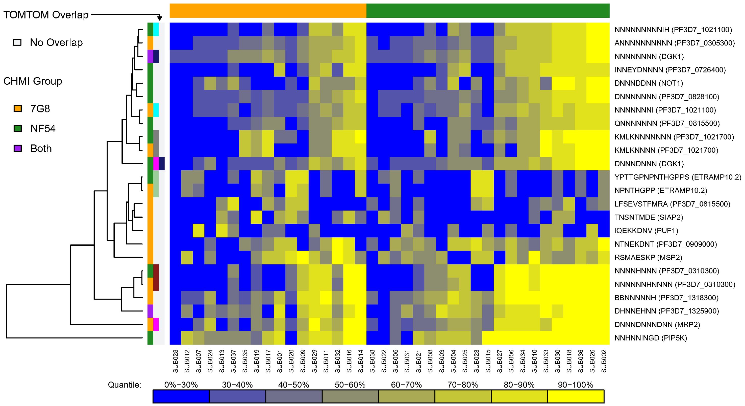 Heatmap showing fluorescence intensity of responses of the CHMI groups to serologically identified epitopes based on breadth of responses. Epitopes are labeled as 7G8, NF54, or both, with both indicating overlap as determined by TOMTOM. Rows represent serologically identified epitopes columns. Colors indicate quantiles from blue (0-30%) to yellow (90-100%). A dendrogram on the left clusters data. The legend denotes overlap and group distinctions.
