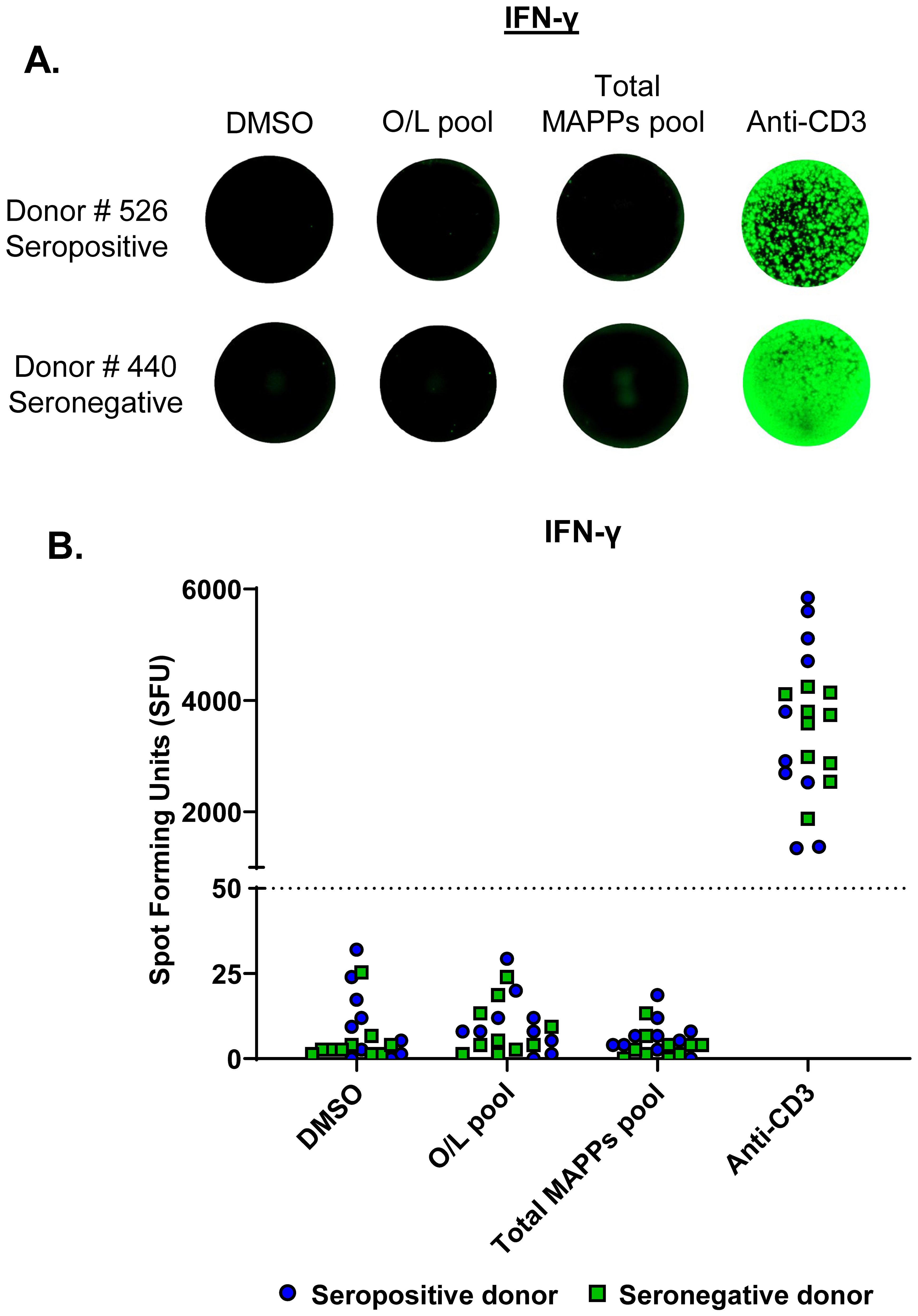Panel A shows images of IFN-γ FluoroSpot assays from seropositive and seronegative donors under different conditions: DMSO, O/L pool, total MAPPs pool, and Anti-CD3. Spots are only observed in the Anti-CD3 condition. Panel B is a graph of spot-forming units (SFU) indicating positive response only to the Anti-CD3 condition and negative response to all other conditions in all donors.