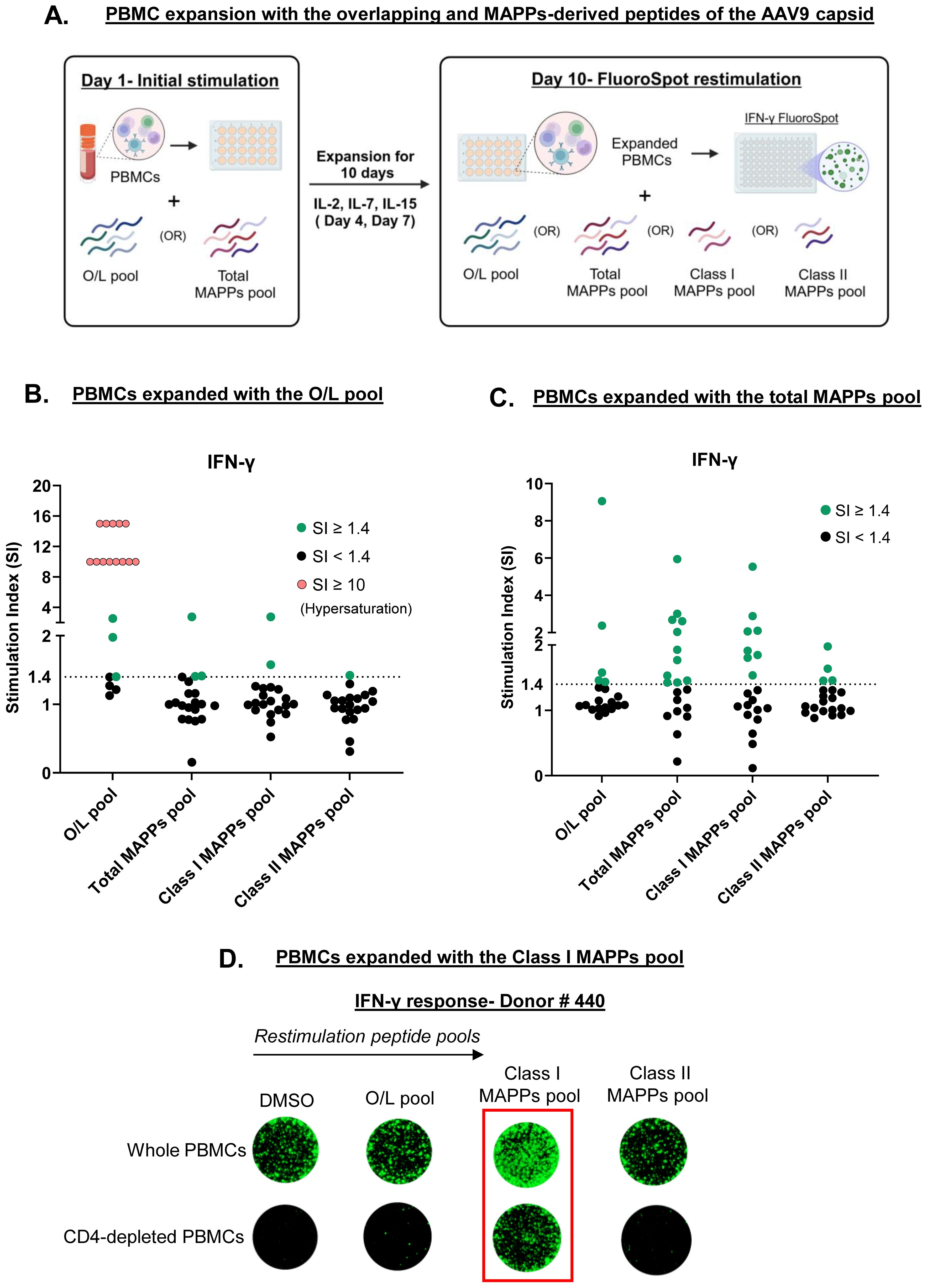 Diagram depicting PBMC expansion with overlapping and MAPPs-derived peptides of the AAV9 capsid. Panel A illustrates the process timeline. Panel B shows stimulation index (SI) of PBMCs expanded with the O/L pool, highlighting hypersaturation and SI thresholds. Panel C presents SI of PBMCs with the total MAPPs pool. Panel D visualizes IFN-g response for Donor #440, comparing whole and CD4-depleted PBMCs across different peptide pools, focusing on Class I MAPPs pool.