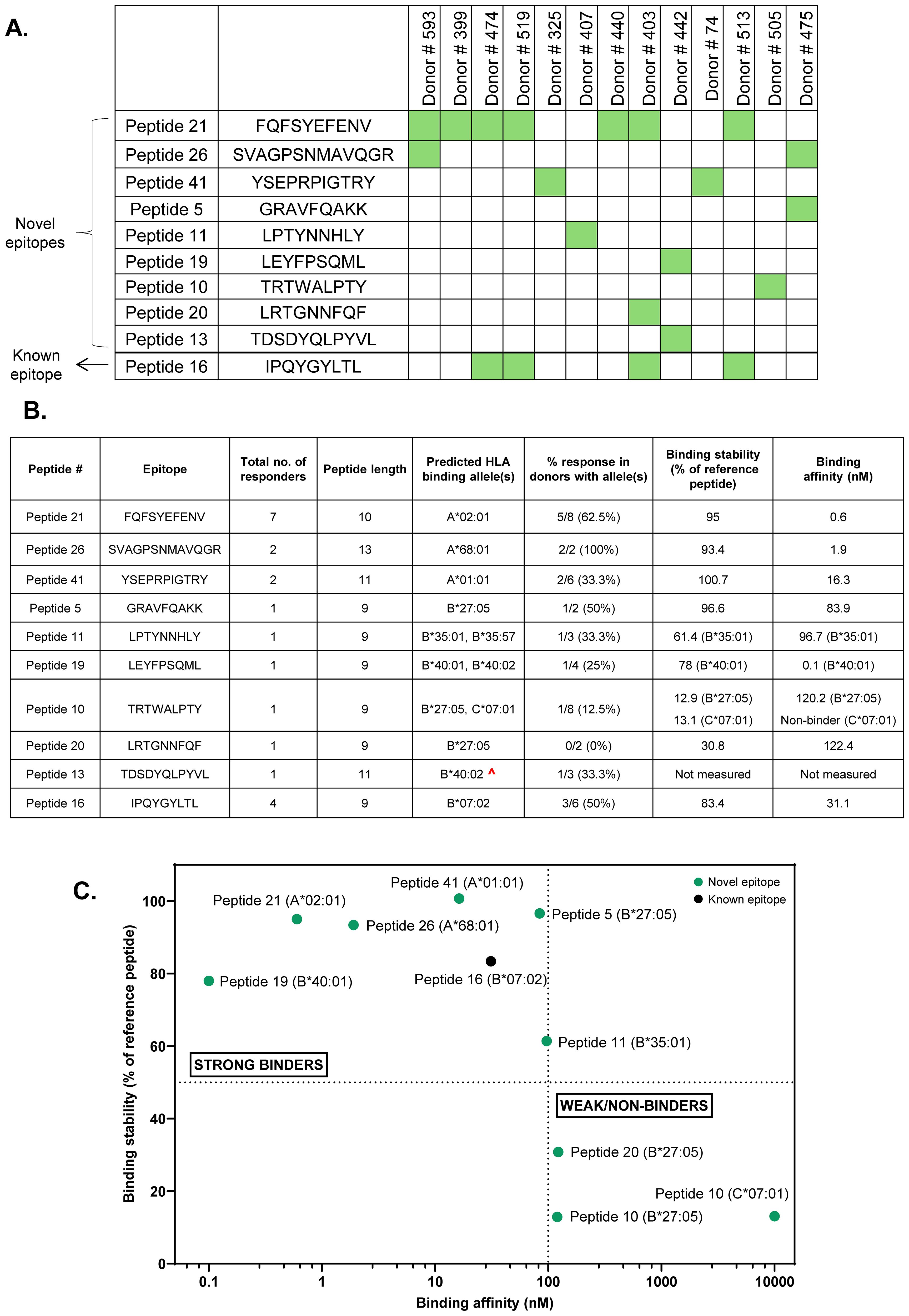 Panel A shows a grid listing peptides and their presence across various donors, highlighting novel and known epitopes. Panel B presents a table detailing peptide data, including epitope sequences, responder counts, predicted HLA alleles, donor response percentages, binding stability, and affinity values. Panel C is a scatter plot displaying binding stability versus affinity for peptides, distinguishing strong and weak binders with novel and known epitopes identified.