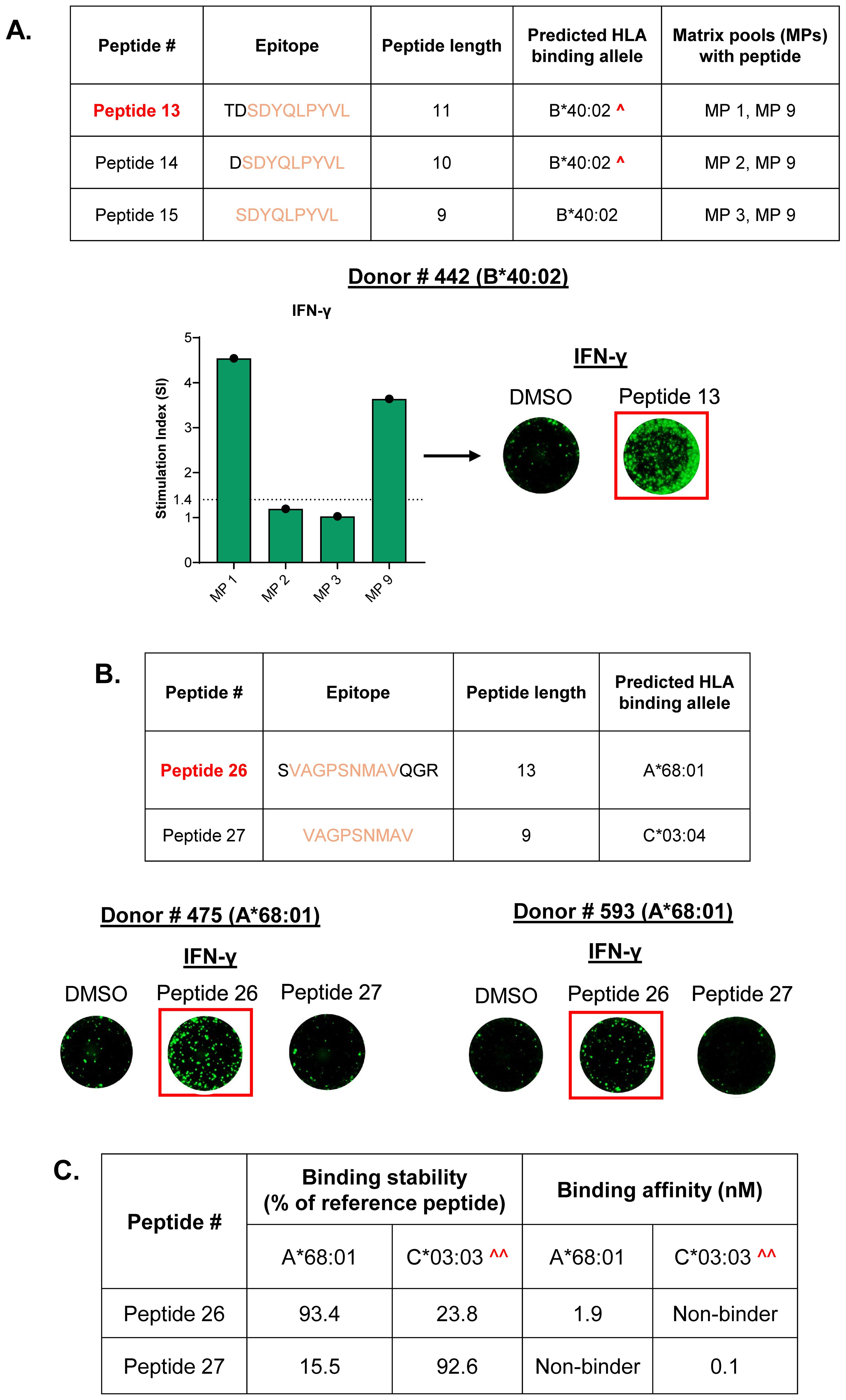 Diagram depicting three panels: A, B, and C. Panel A shows a table with peptides 13, 14, and 15, their epitopes, lengths, predicted HLA binding alleles, and matrix pools. Below is a bar graph for donor 442 with stimulation indices, highlighting peptide 13. Images show IFN-γ levels with DMSO and peptide 13. Panel B shows another table with peptides 26 and 27 for donors 475 and 593, with images for IFN-γ levels, highlighting peptide 26. Panel C presents a table comparing peptide binding stability and affinity for alleles A*68:01 and C*03:03.
