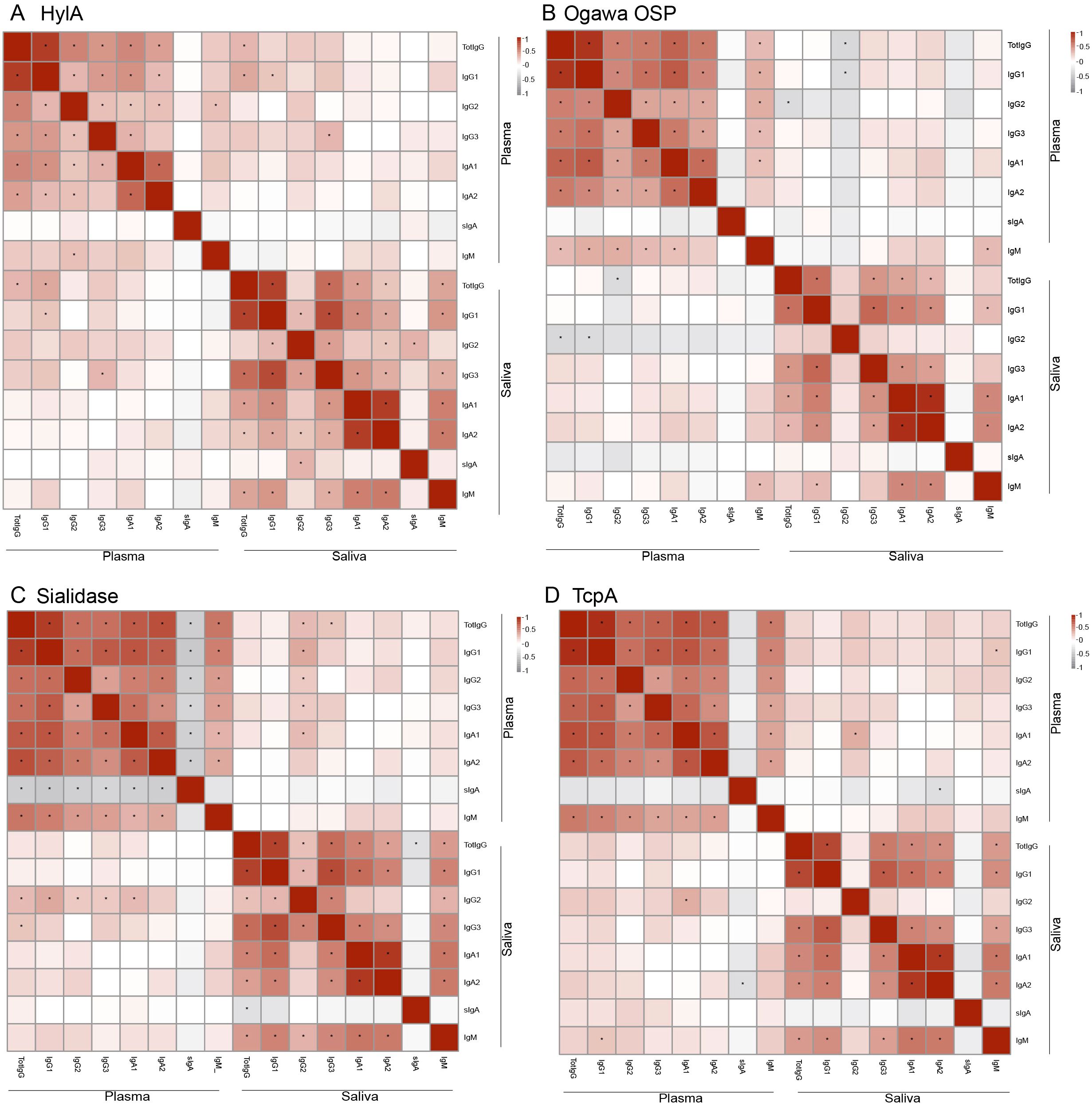 Four correlation heatmaps labeled A, B, C, and D depict data for HyIA, Ogawa OSP, Sialidase, and TcpA. Each matrix shows the correlation between plasma and saliva immunoglobulins (IgG1, IgG2, IgA1, IgA2) and total IgG. Red indicates higher correlation; white shows lower. Diagonal elements represent self-correlation, marked in deep red.