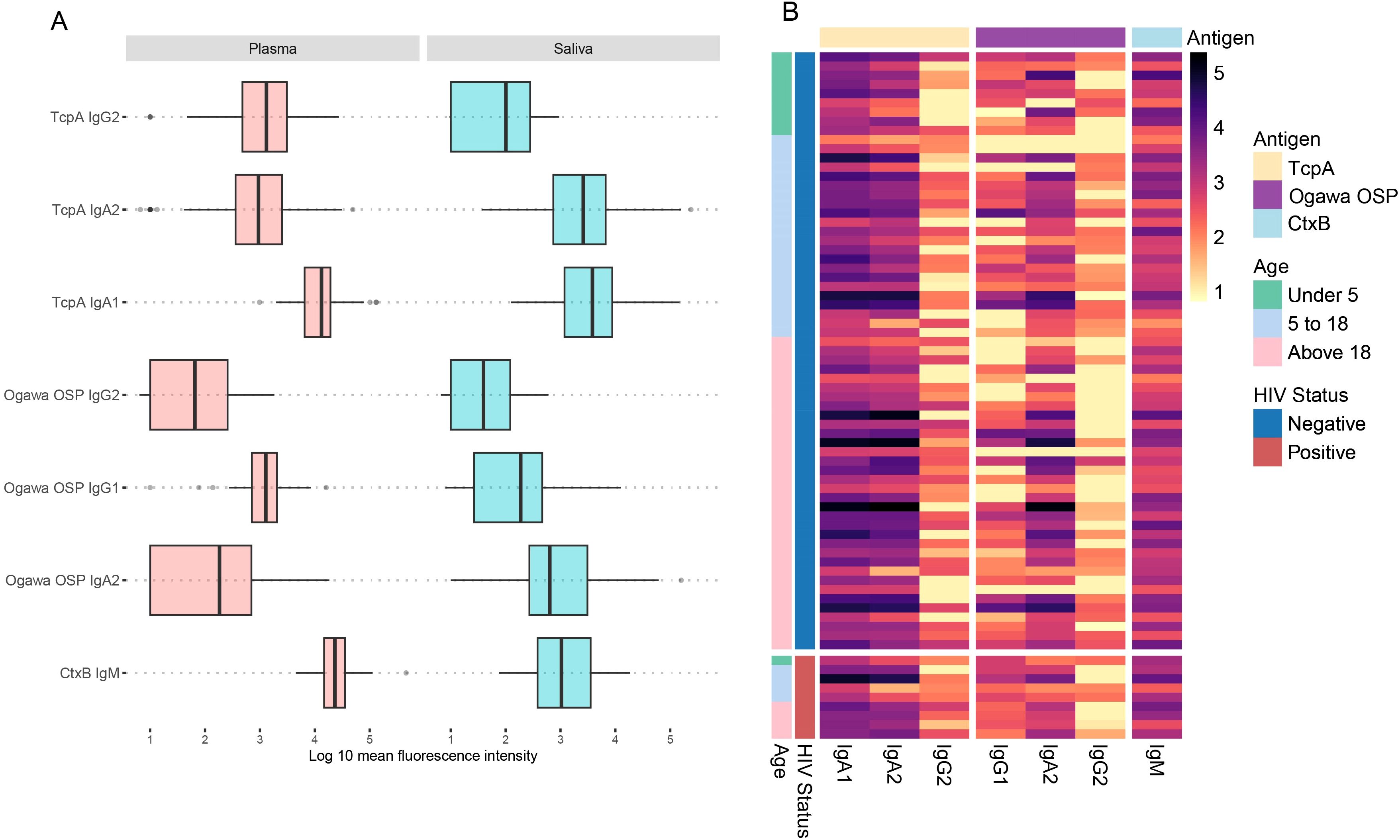 Panel A shows a series of box plots comparing the log 10 mean fluorescence intensity for different antigens in plasma (red) and saliva (blue). Panel B is a heatmap illustrating antigen response, classified by age (under 5, 5 to 18, above 18), HIV status (negative, positive), and antigen type (TcpA, Ogawa OSP, CtxB), with intensity levels from 1 to 5.