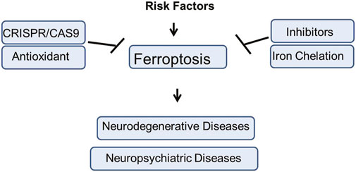 Flowchart showing the role of risk factors in triggering ferroptosis, leading to neurodegenerative and neuropsychiatric diseases. CRISPR/CAS9 and antioxidants block ferroptosis, while inhibitors and iron chelation have a similar effect.