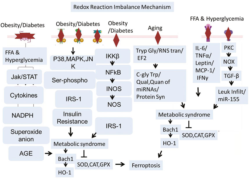 Flowchart illustrating the redox reaction imbalance mechanism in obesity, diabetes, and aging. It shows pathways involving free fatty acids, hyperglycemia, and cytokines leading to insulin resistance, metabolic syndrome, and ferroptosis. Key components include Jak/STAT, NFkB, and various enzymes like SOD, CAT, and GPX, with influences on miRNAs and protein synthesis, contributing to oxidative stress and cellular damage.