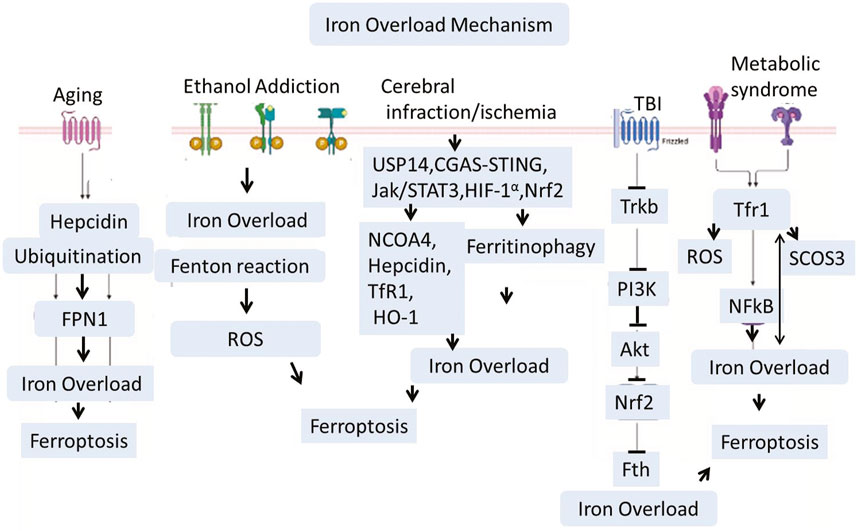Flowchart illustrating the iron overload mechanism linked to aging, ethanol addiction, cerebral infarction/ischemia, traumatic brain injury (TBI), and metabolic syndrome. Each condition leads to iron overload through different pathways and reactions, ultimately resulting in ferroptosis. Key components include hepcidin, ubiquitination, Fenton reaction, reactive oxygen species (ROS), and various signaling proteins such as USP14, Nrf2, and NFkB.