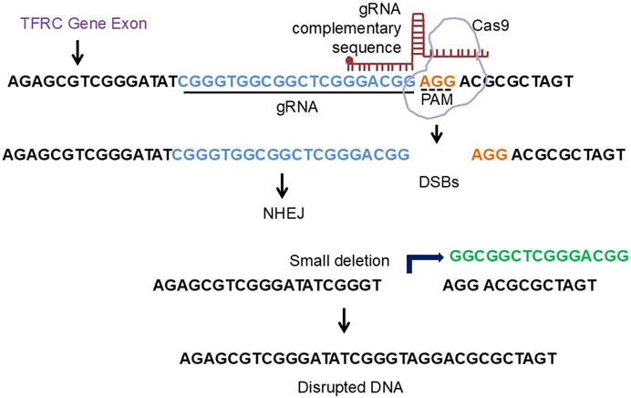 Diagram showing CRISPR-Cas9 gene editing of a TFRC gene exon. The guide RNA (gRNA) complementary sequence binds to the target DNA near a PAM site, where Cas9 creates a double-strand break. Non-homologous end joining (NHEJ) leads to a small deletion, disrupting the DNA sequence.